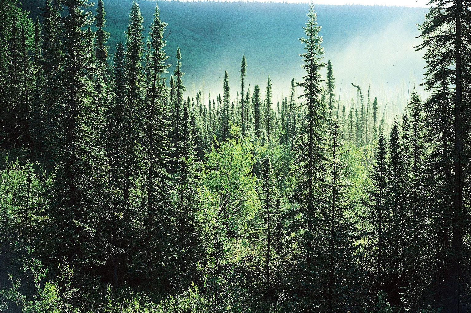 Pine Tree Forest Desktop Background Wallpaper 14742