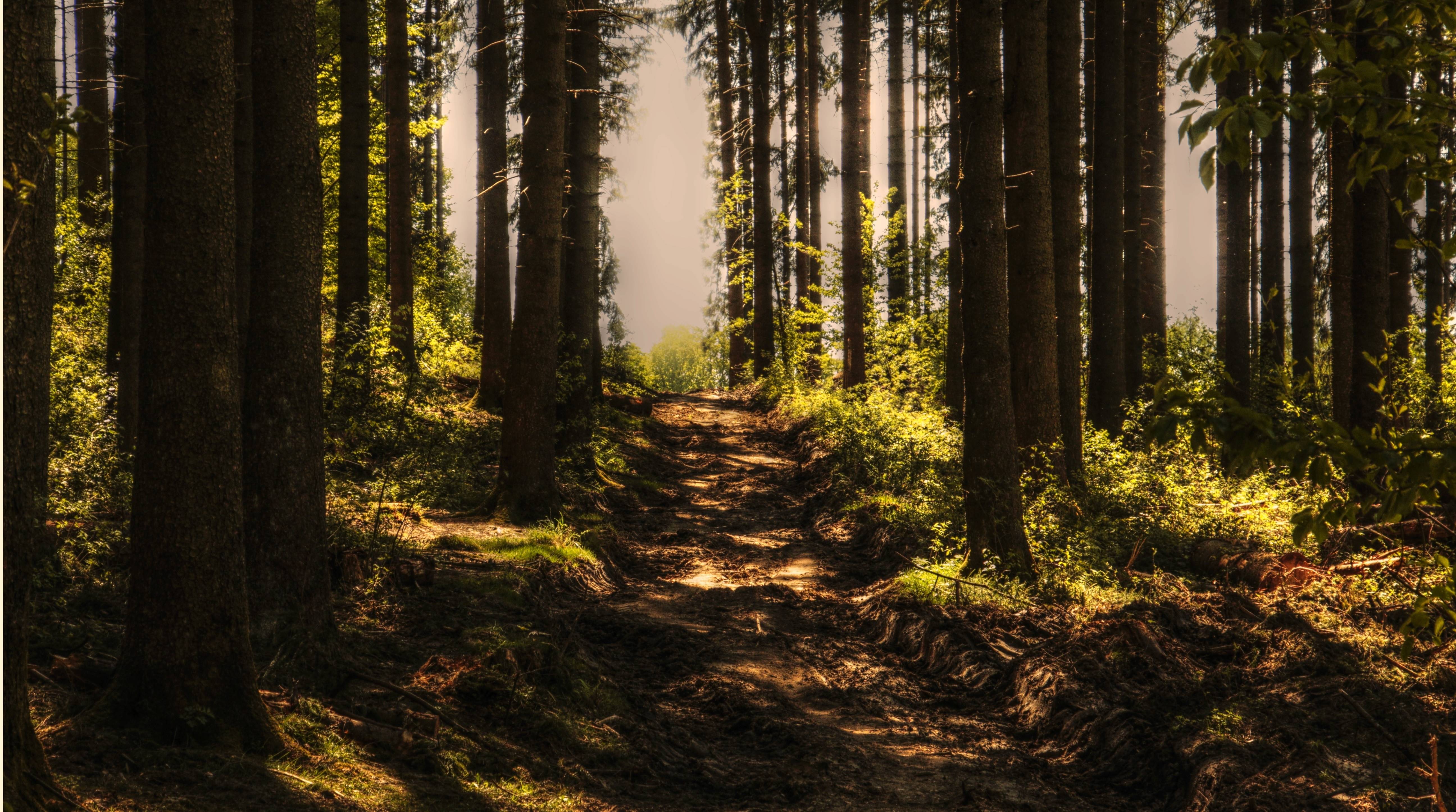 #forest, #sunlight, #conifers, #forest, #trees, #path. TOP