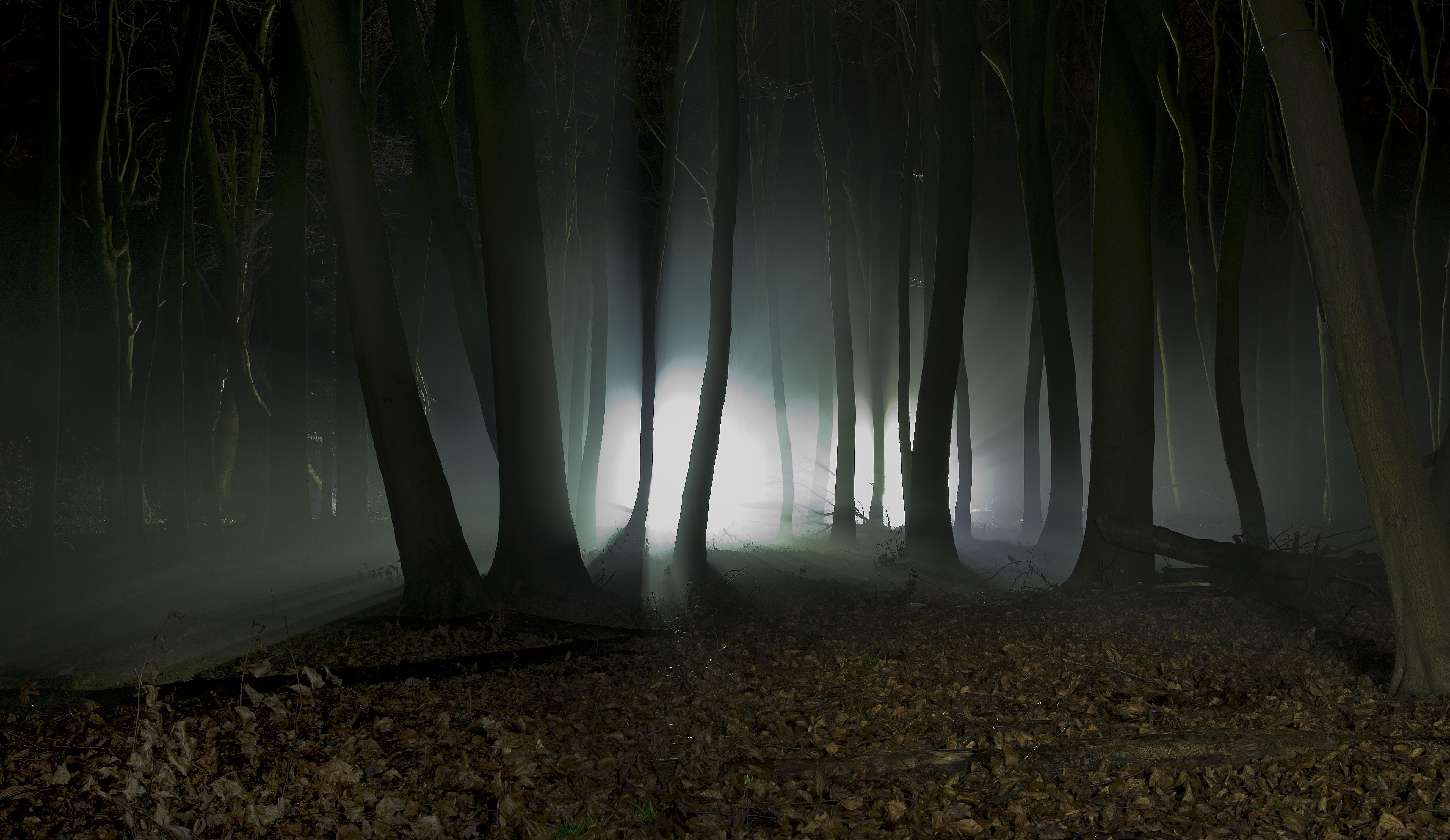 #forest, #trees, #mist, #lights, #dark, #night, #branch