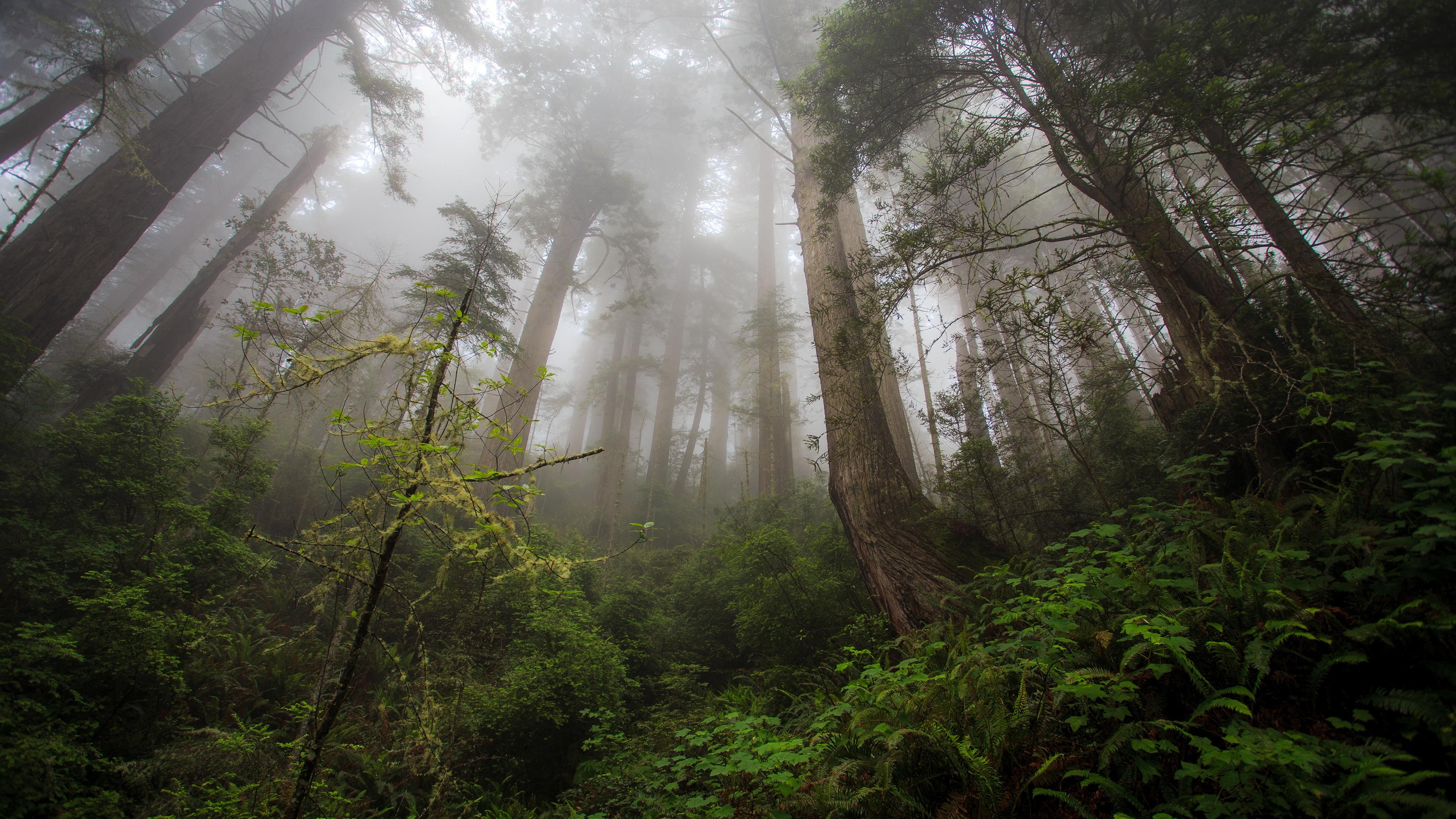 Forest Trees Mist 4K Ultra HD Desktop Wallpaper