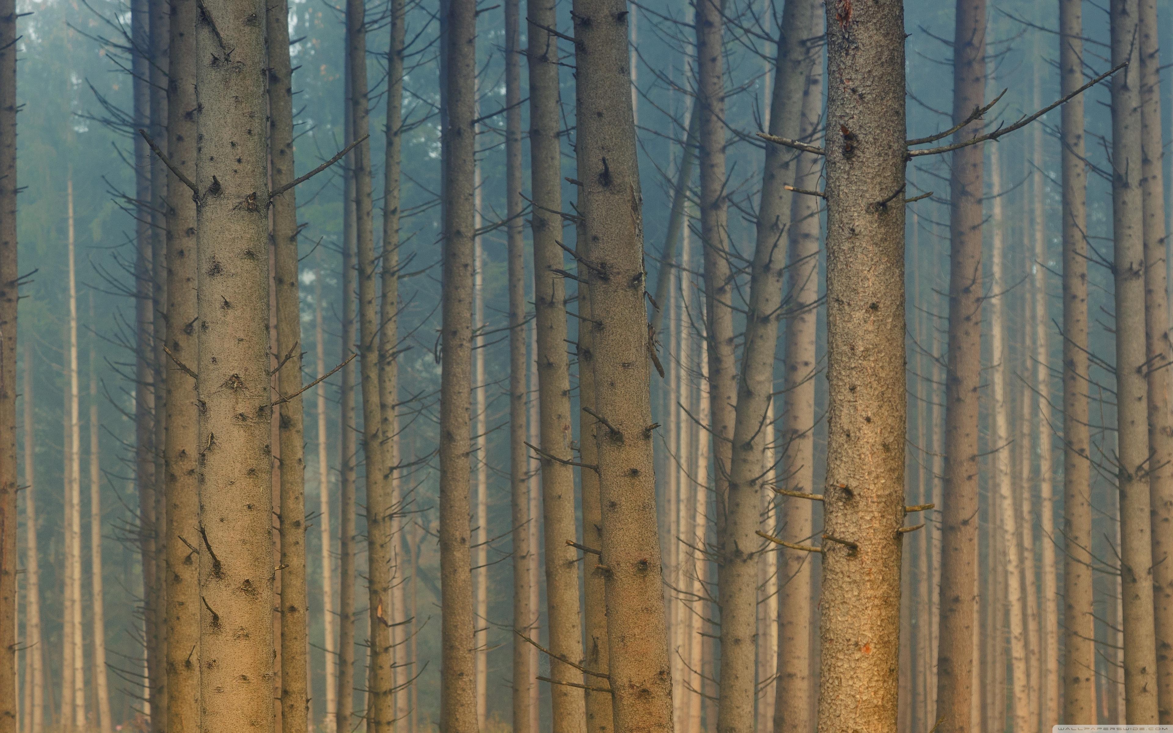 Forest Trees Mist ❤ 4K HD Desktop Wallpaper for • Wide & Ultra