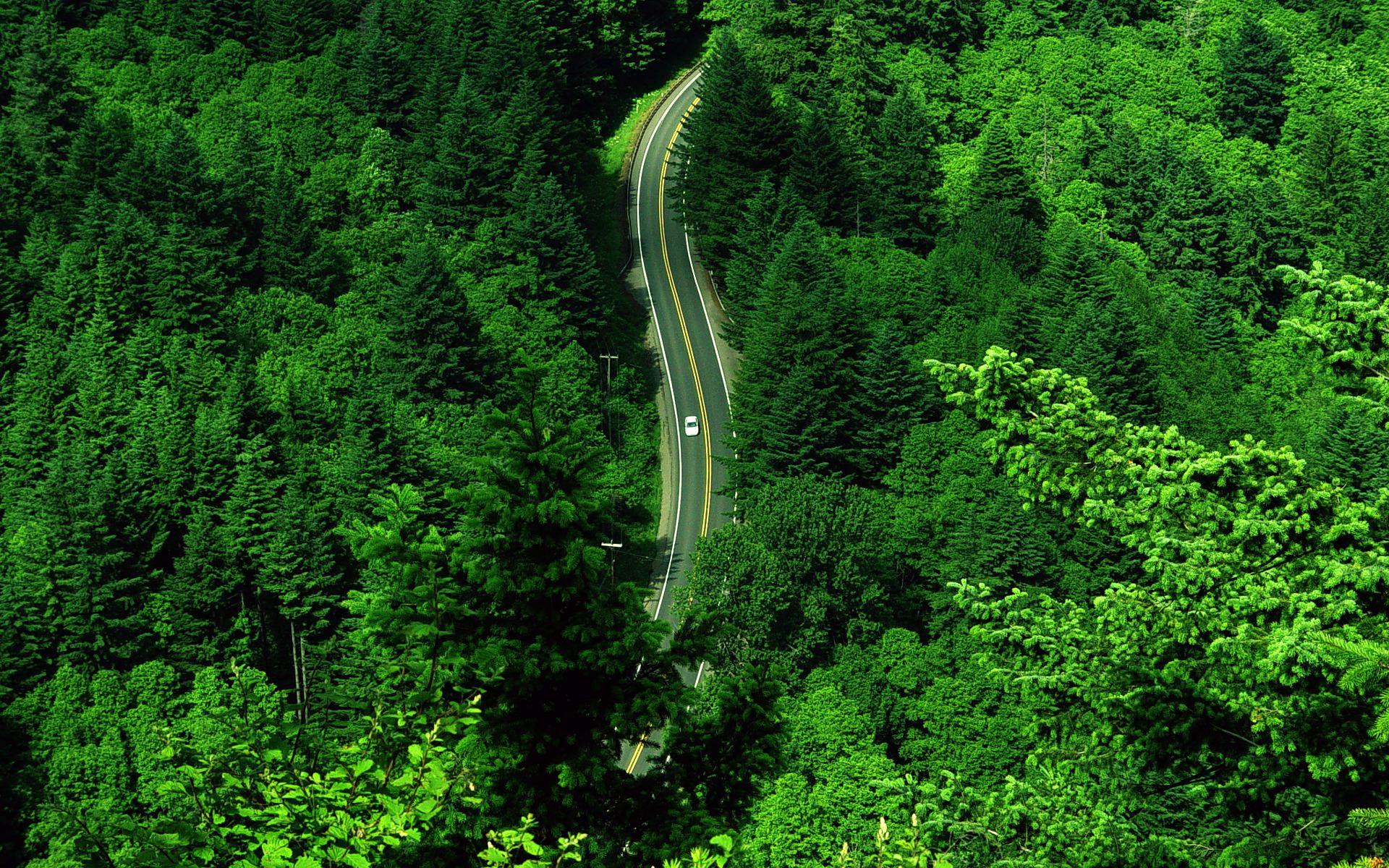 Download wallpaper: highway, road Forest, download photo, greenery