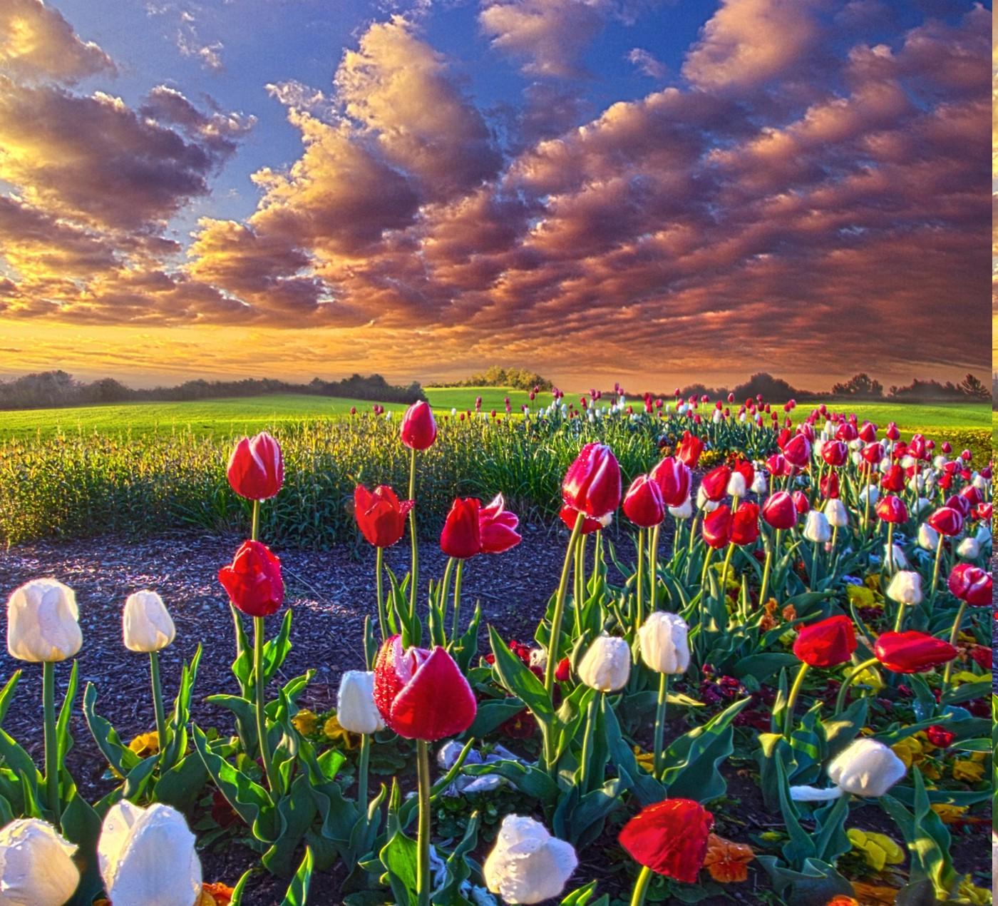 spring, Flowers, Tulips, Field, Sunrise, Grass, Clouds, Nature