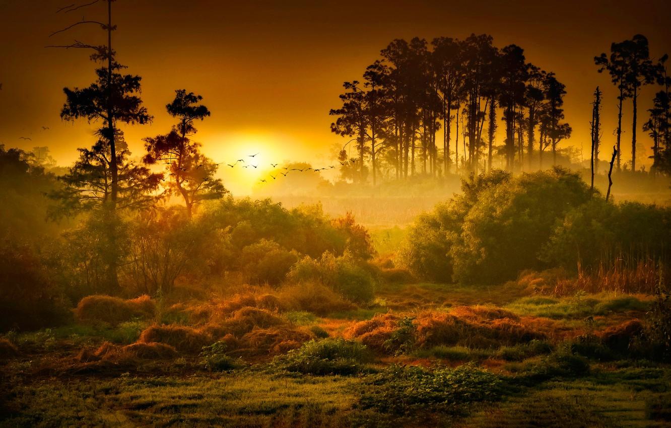 Wallpaper Sunset, The sun, Nature, Sunrise, Fog, Trees, Forest, Dawn