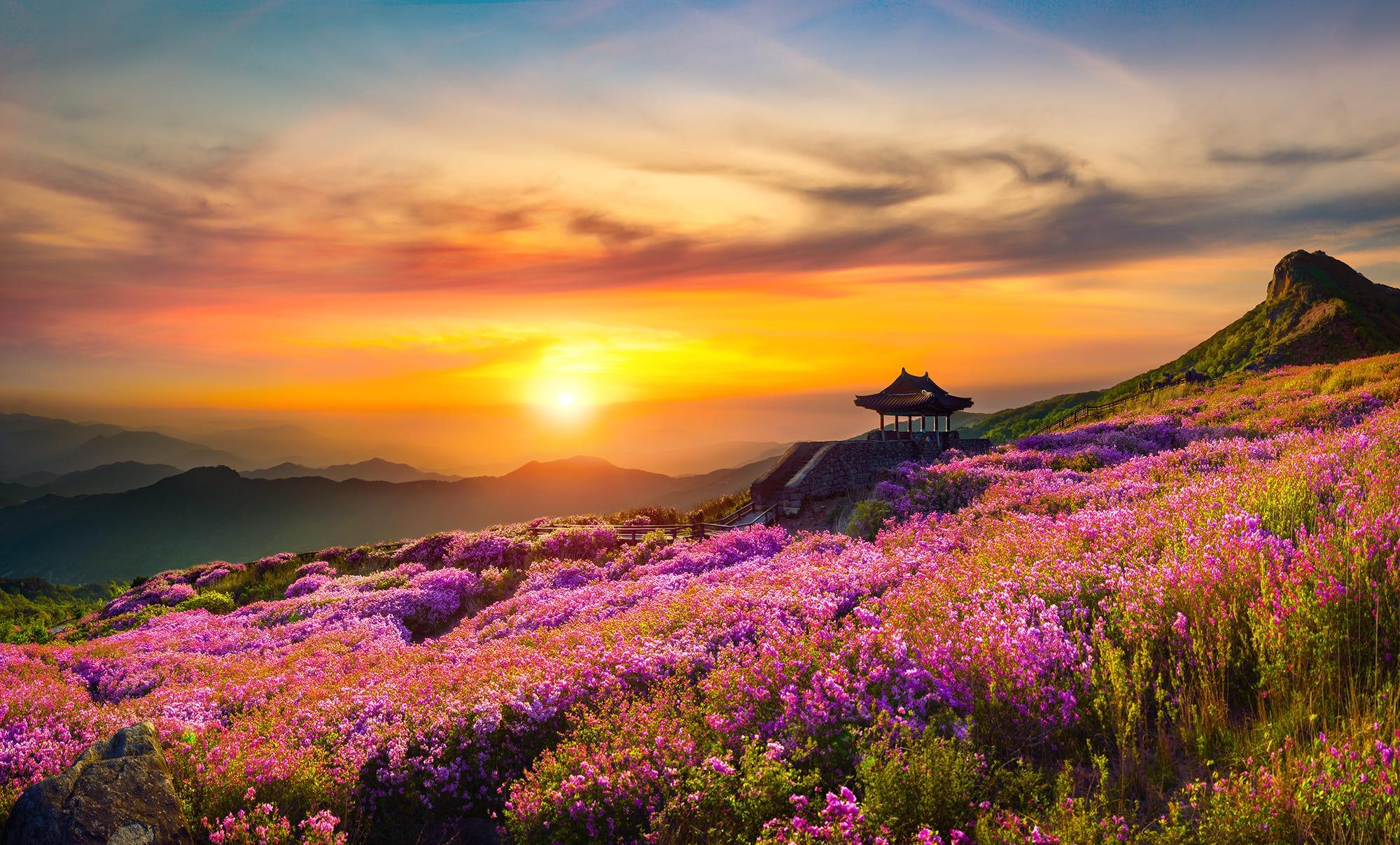 Nature, Sunrise, Landscape, Purple Flower wallpaper
