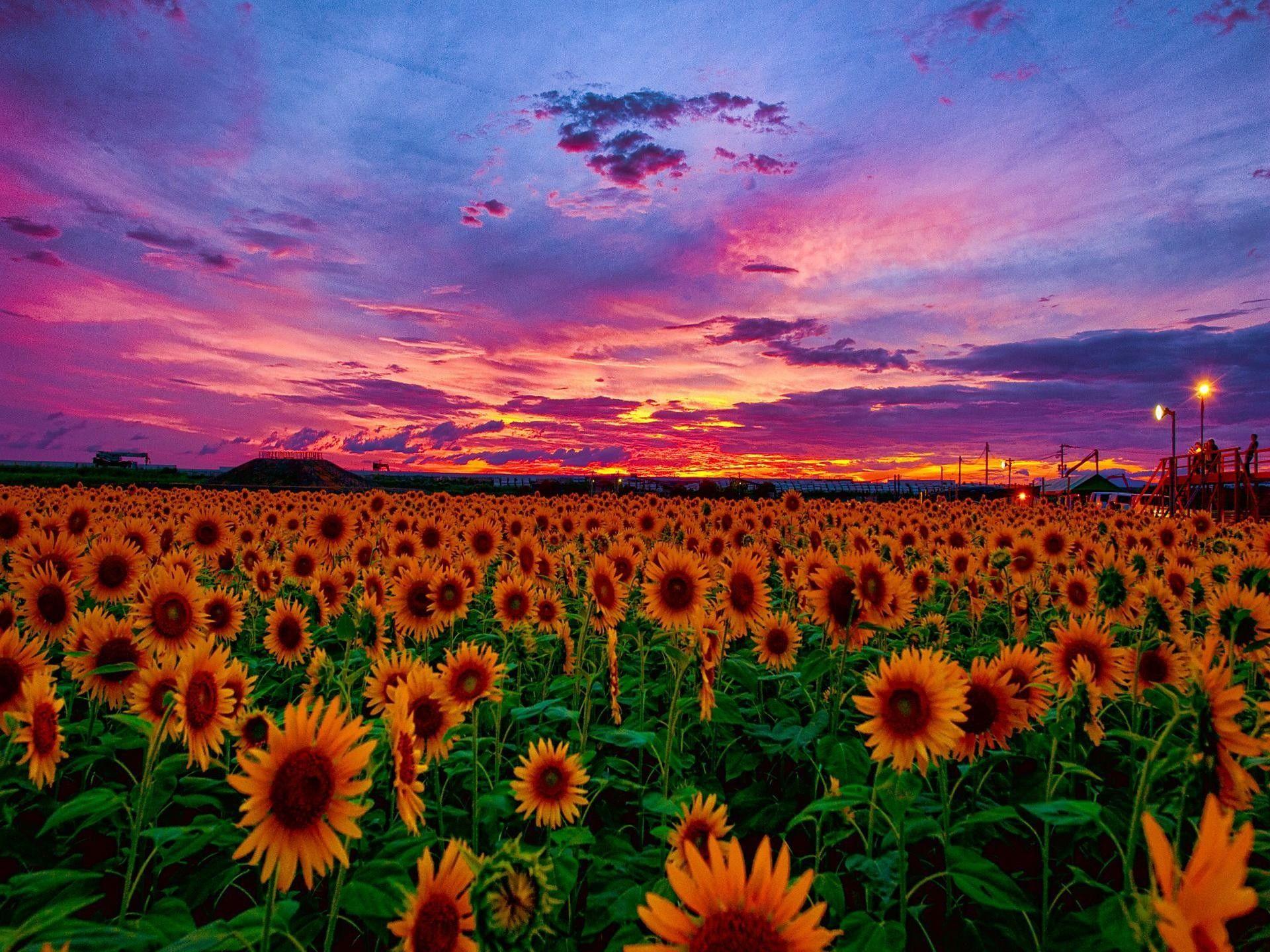 Sunflowers At Sunset Wallpapers Wallpaper Cave