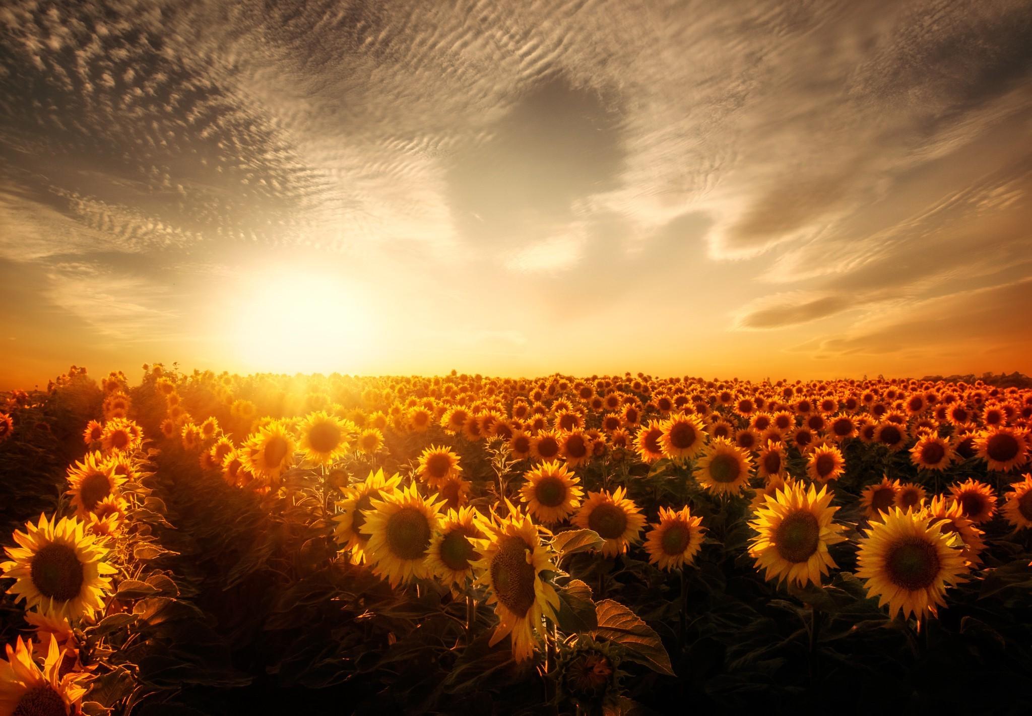 Sunflowers Sunset, HD Nature, 4k Wallpaper, Image, Background