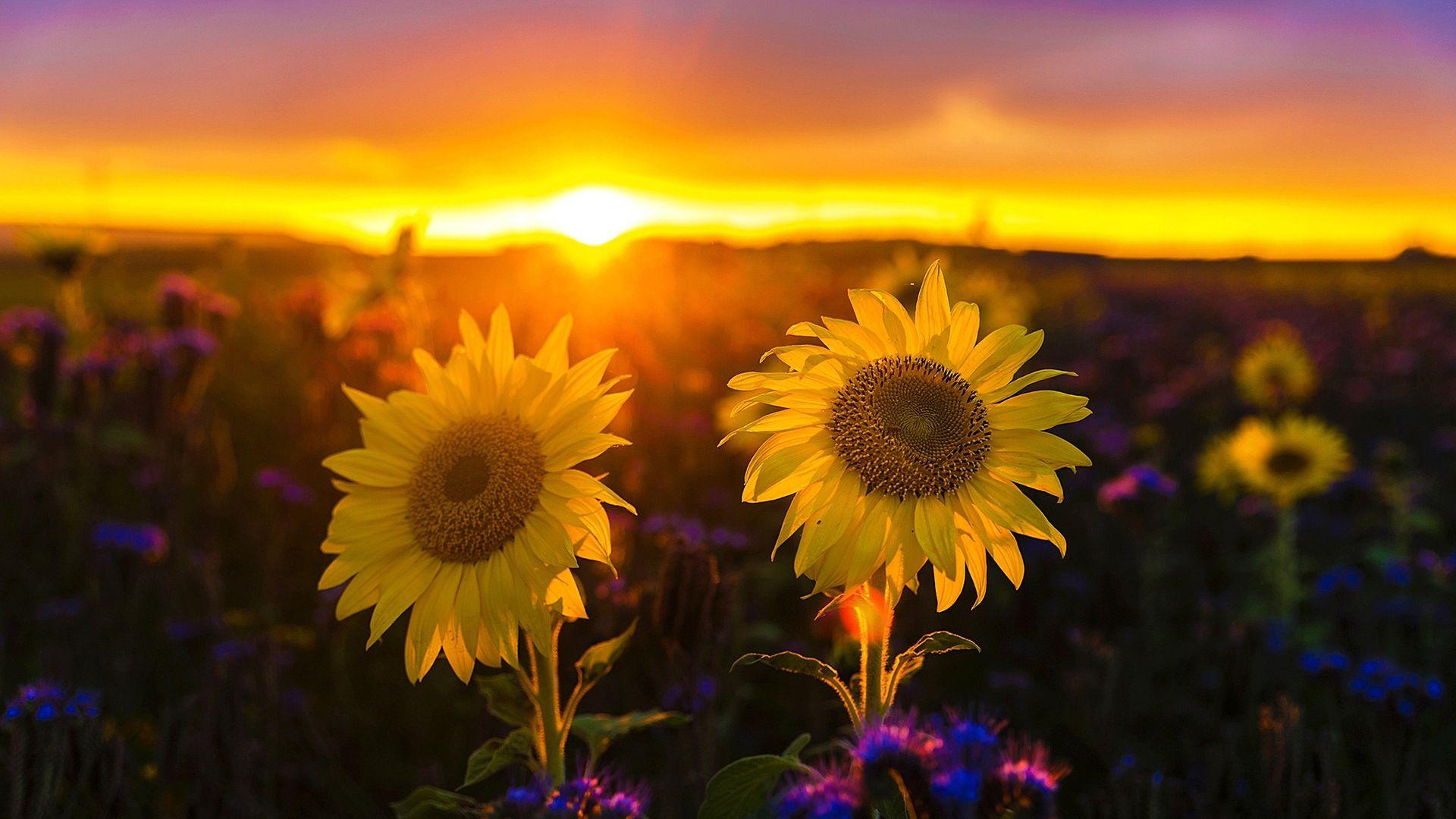 Mobile wallpaper Sunset Field Mood Sunflower Women Lisa Chelnokova  992343 download the picture for free