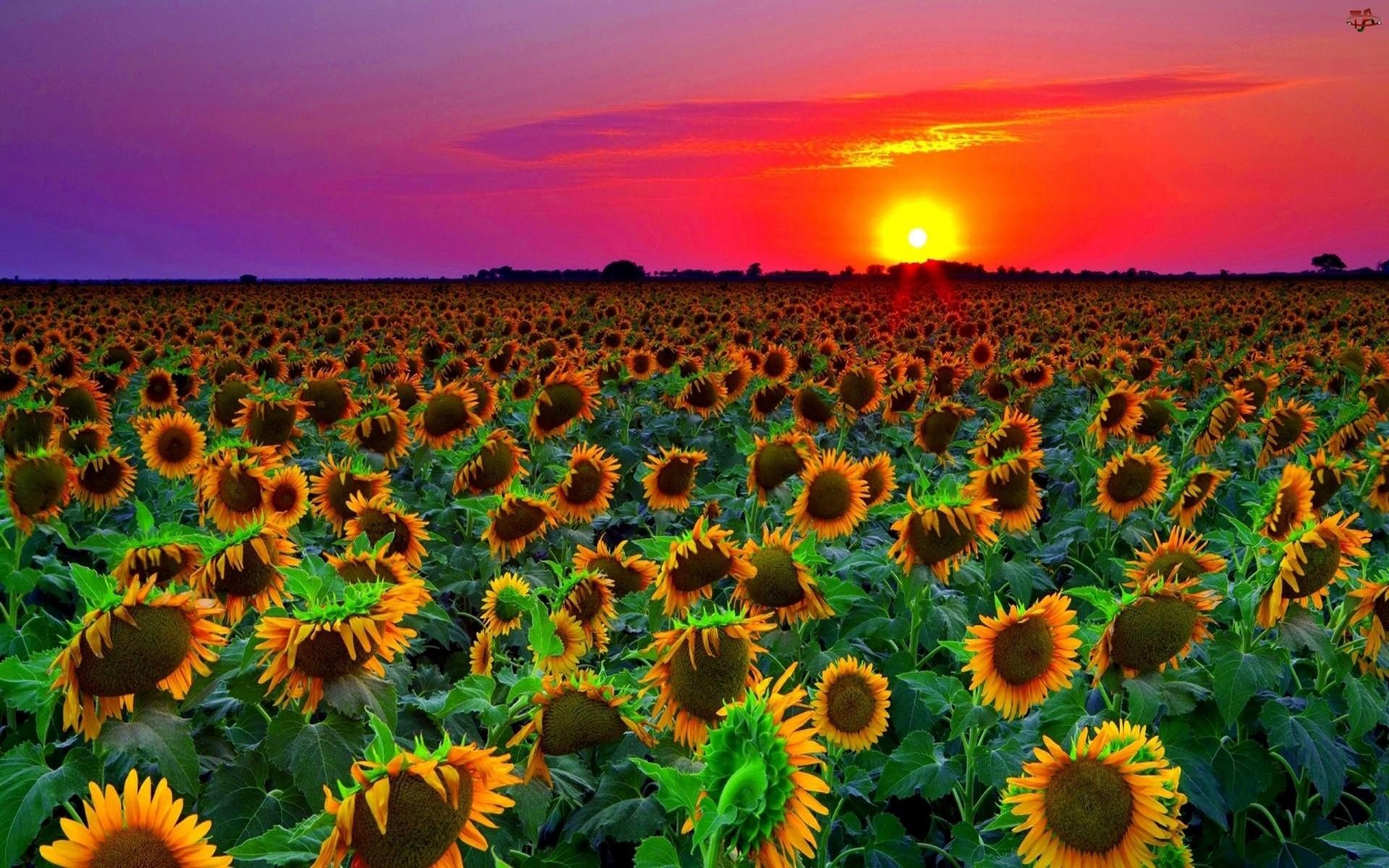 Sunflower Field Sunset, HD Wallpaper & background Download