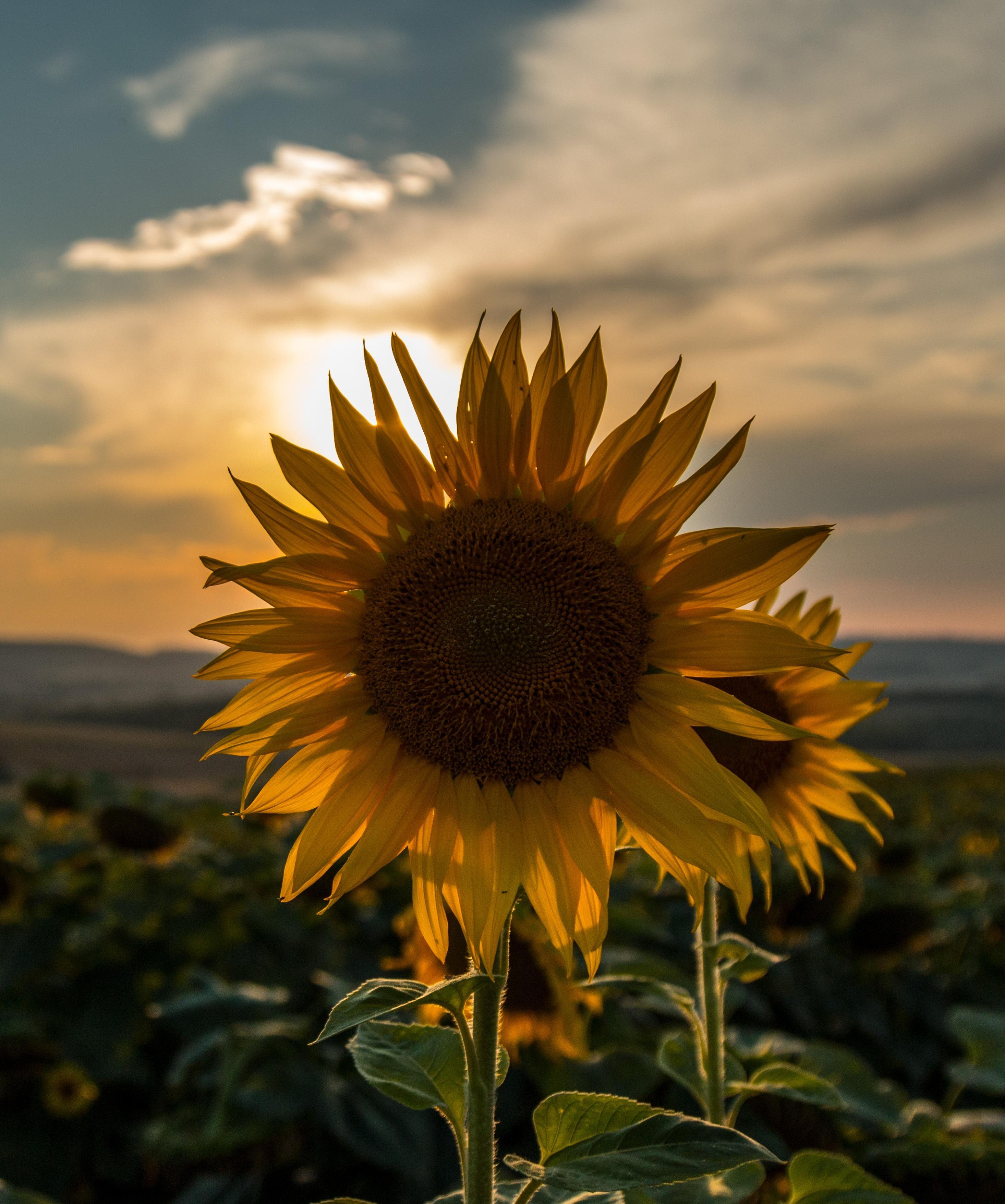 Download wallpaper 2932x3512 sunflower, sunset, field, sky, summer