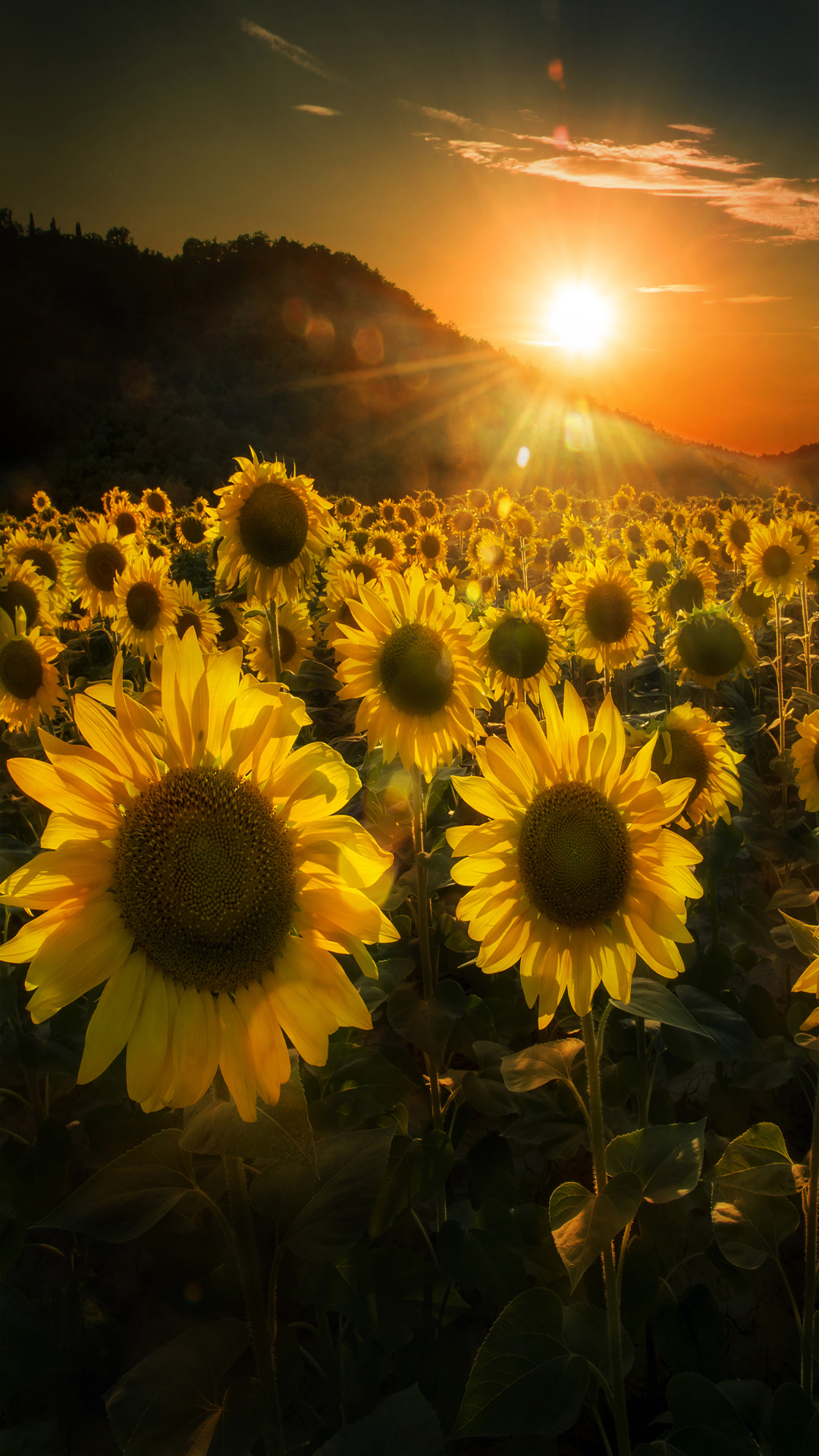 Sunflowers at sunset iPhone Wallpaper
