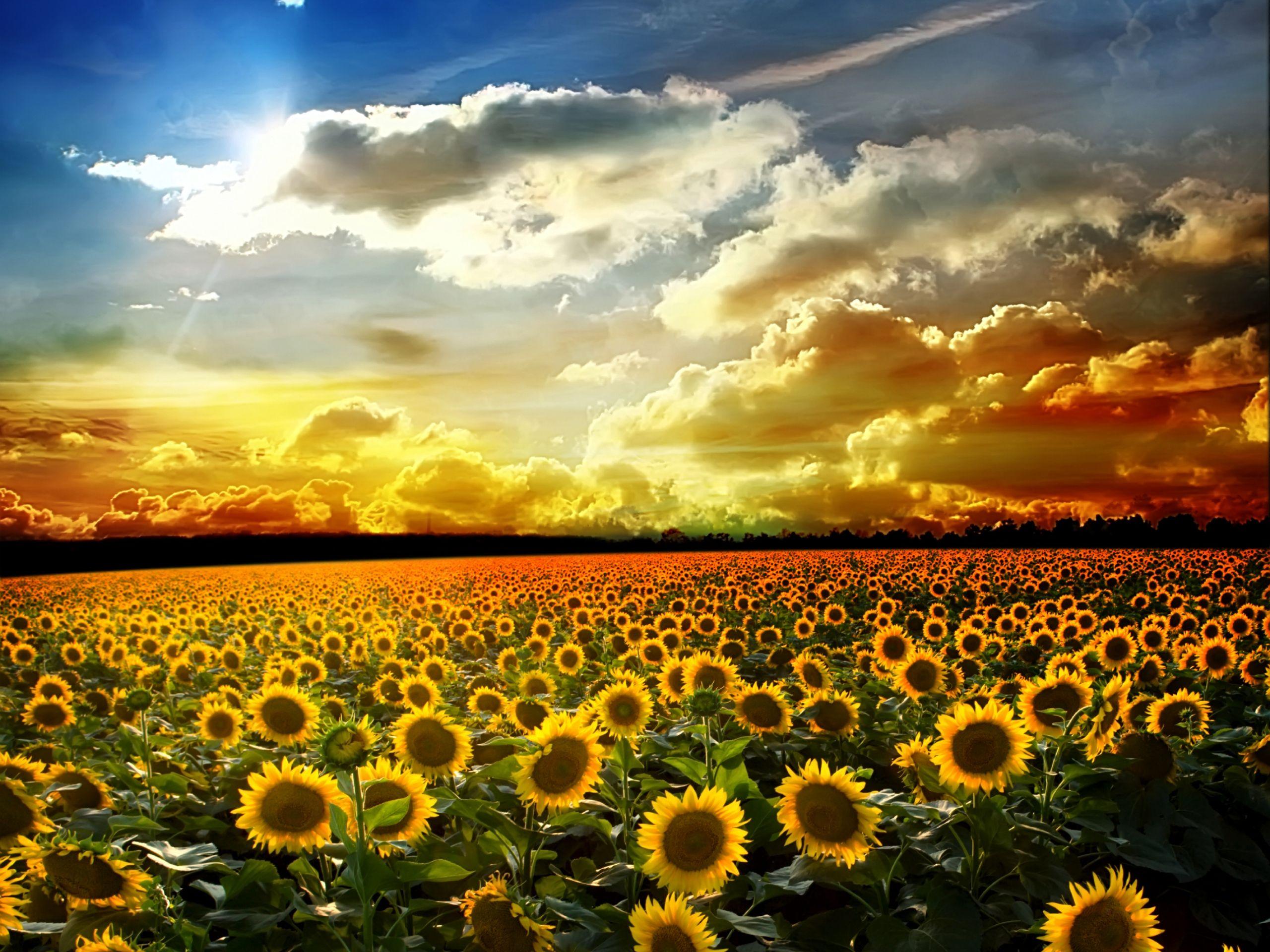 Sunflower Sunset Wallpaper Background For Desktop Wallpaper 2560 x