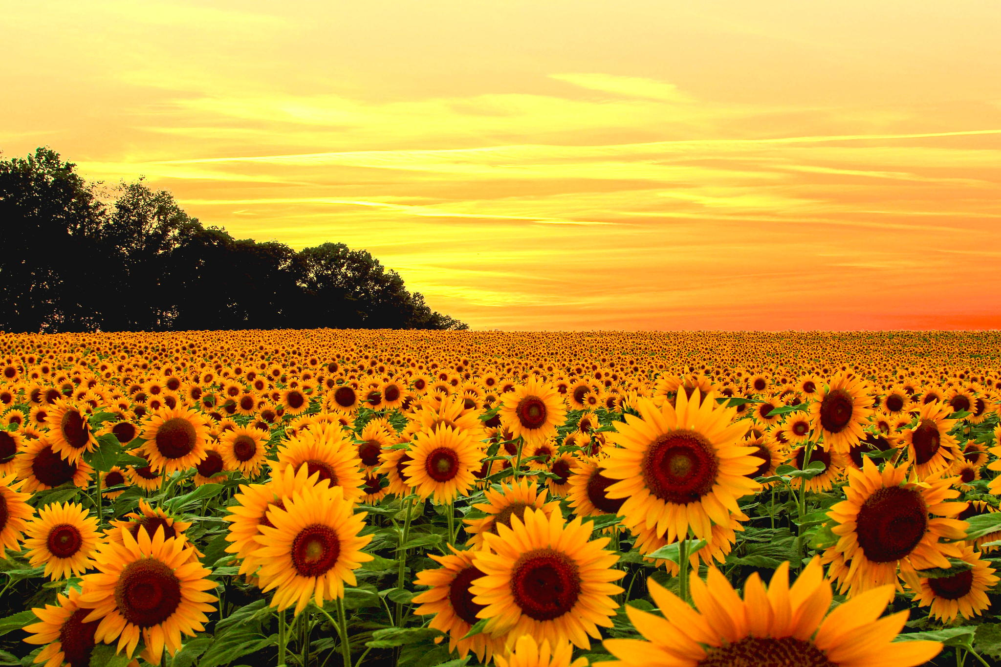 Sunflower Field Sunset HD Wallpaper. Background Imagex1365