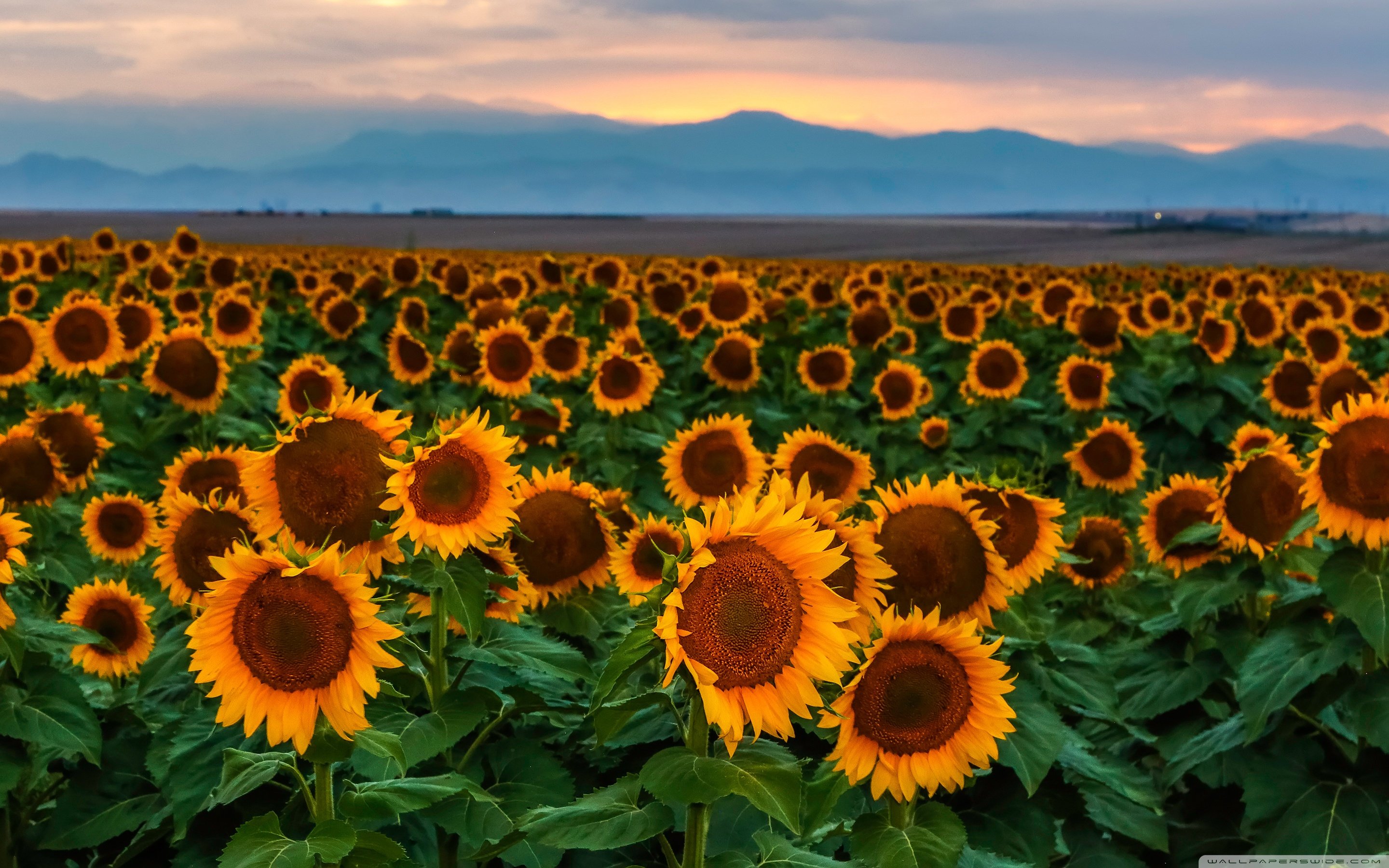 Sunflower Field, Sunset, Colorado ❤ 4K HD Desktop Wallpaper for 4K