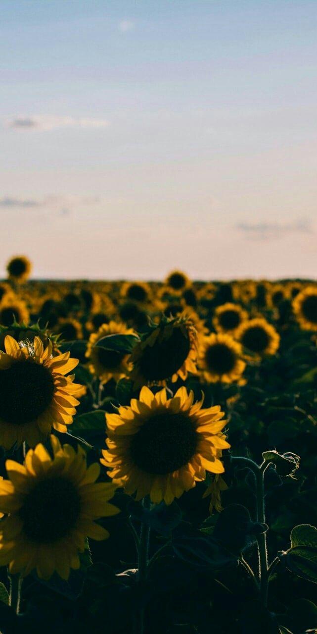 Flores, Sunflower, wallpaper, sky.. #aesthetic #sunflower