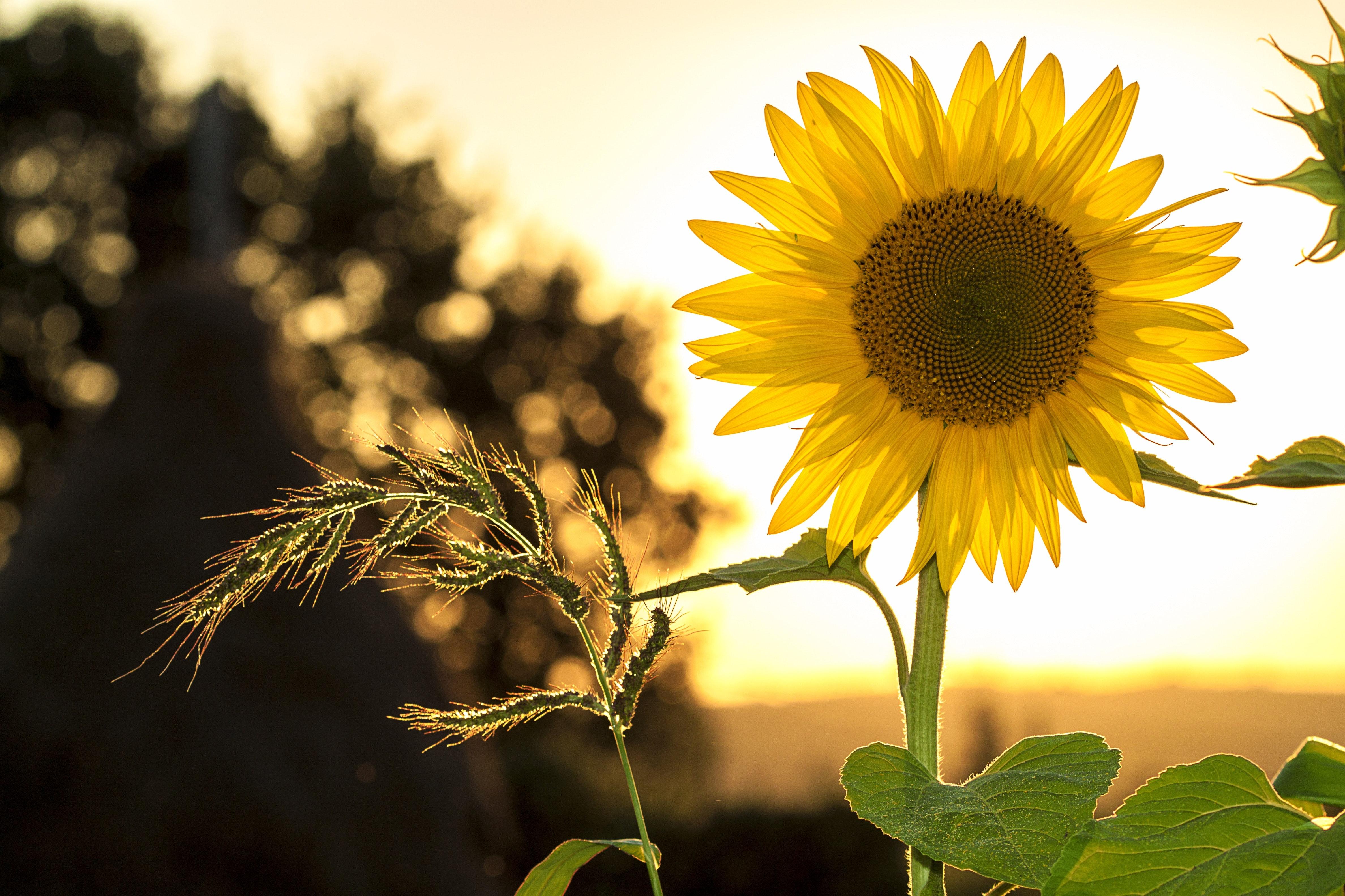 Sunflower during Sunset · Free