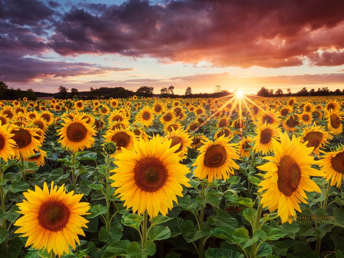 Download Sunflower Sunset Wallpaper wallpaper Sunflower Sunset