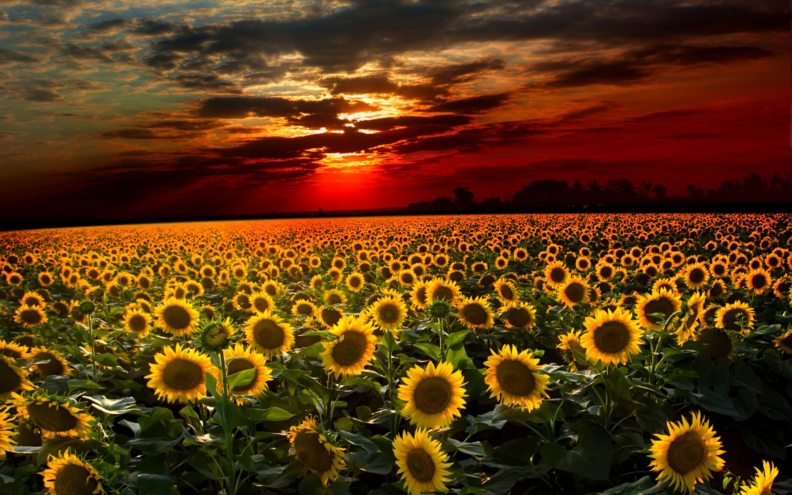 Sunflower Sunset Wallpaper Image Wallpaper
