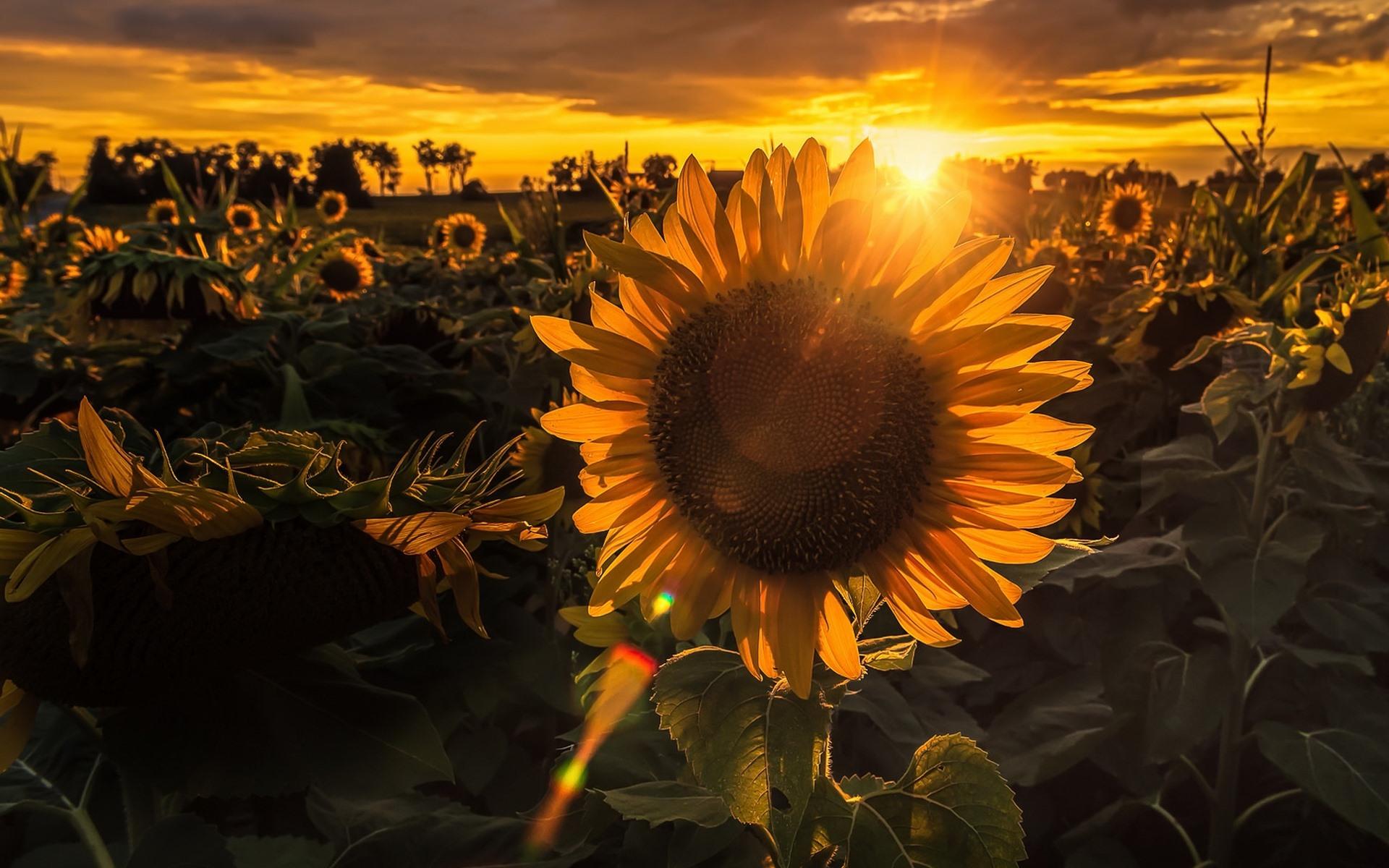 Wallpaper Sunflowers, sunset, backlight 1920x1200 HD Picture, Image