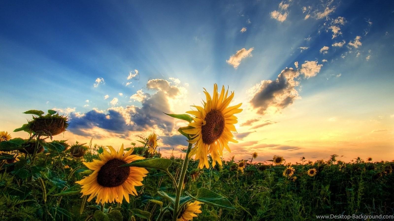 Download Sunflower Sunset Wallpaper High Quality Desktop Background