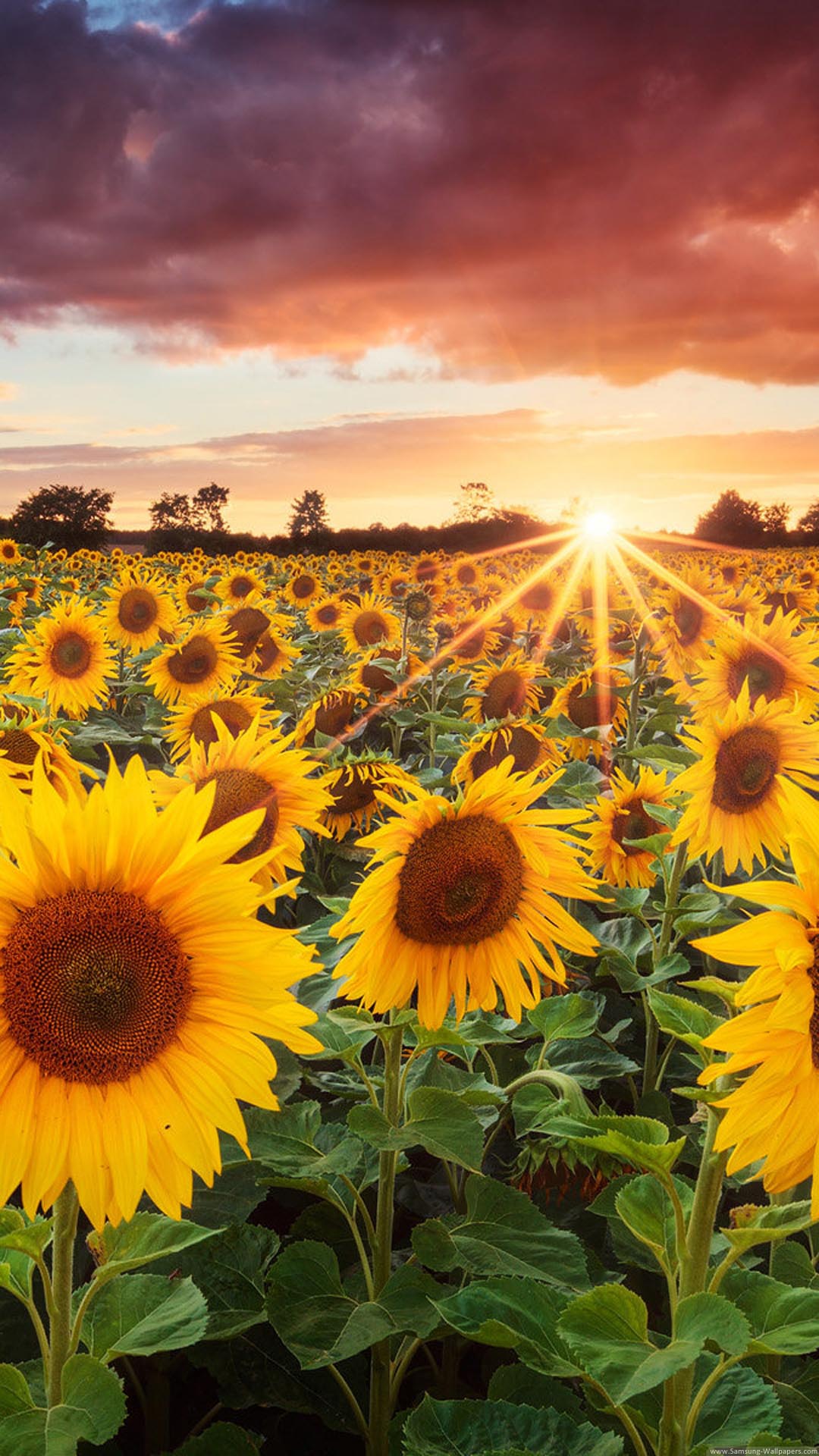 Sunflower Field Sunset iPhone 6 Plus HD Wallpaper HD Download