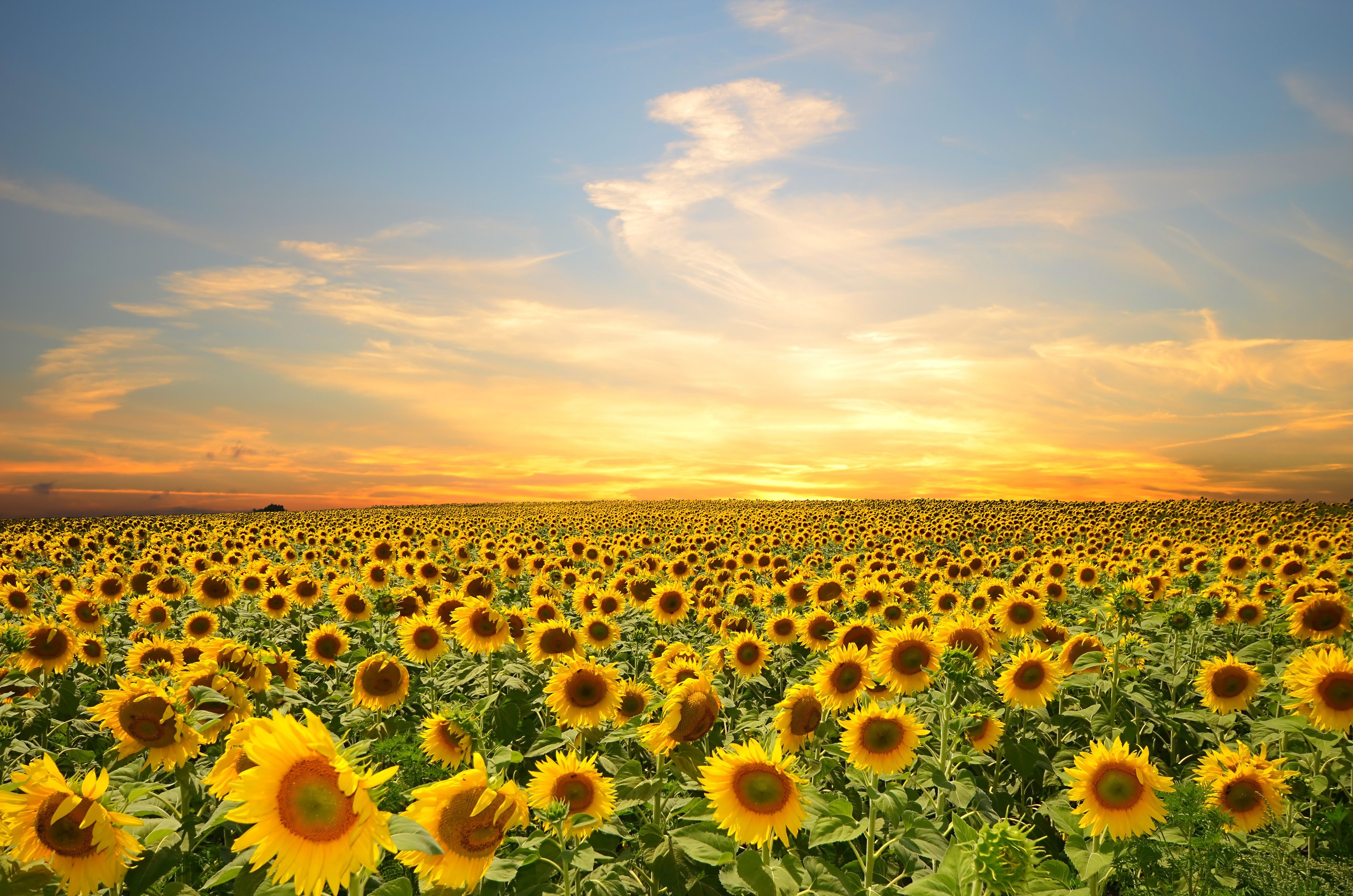 sunflower sunset wallpapers wallpaper cave on sunflowers at sunset wallpapers