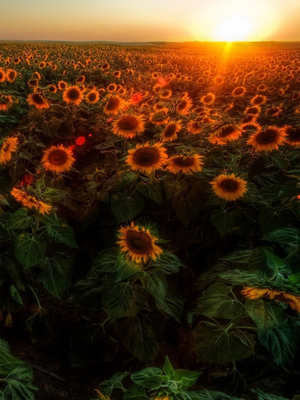 Sunset Sunflowers Field Android Wallpaper Of Sunflowers