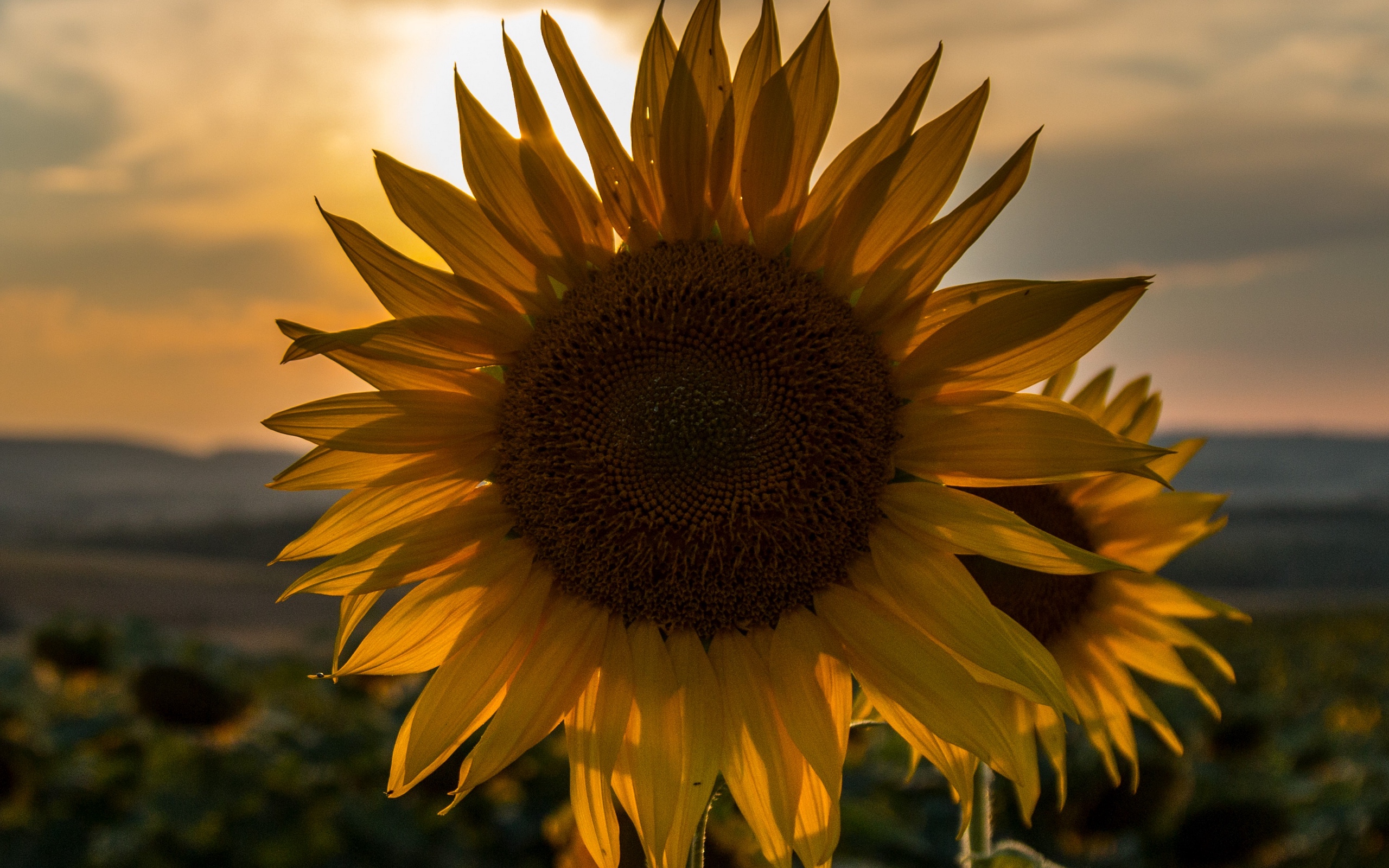 Download wallpaper 2560x1600 sunflower, sunset, field, sky, summer