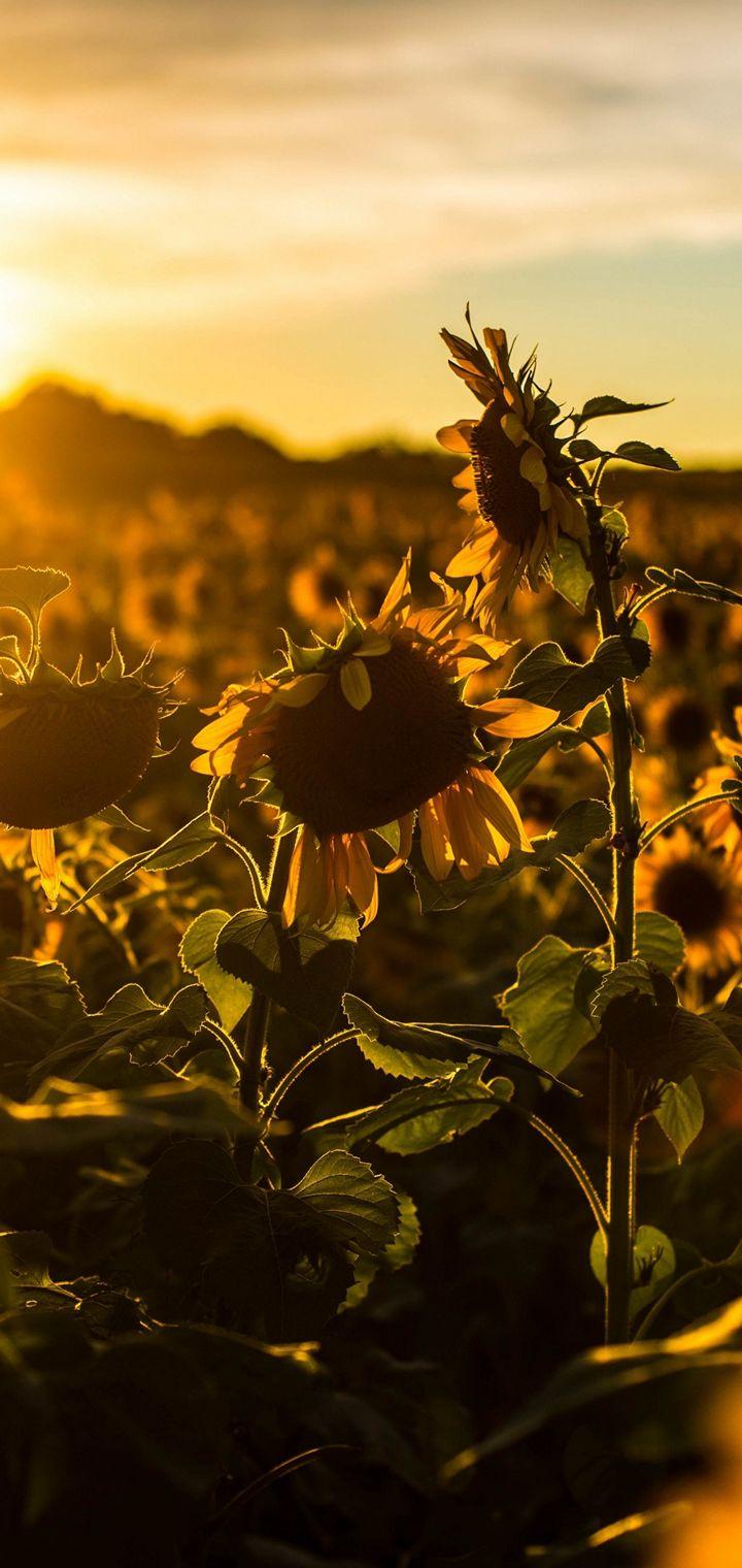 Sunrise Sunset Sunflower Field Flowers Wallpaper - [720x1520]