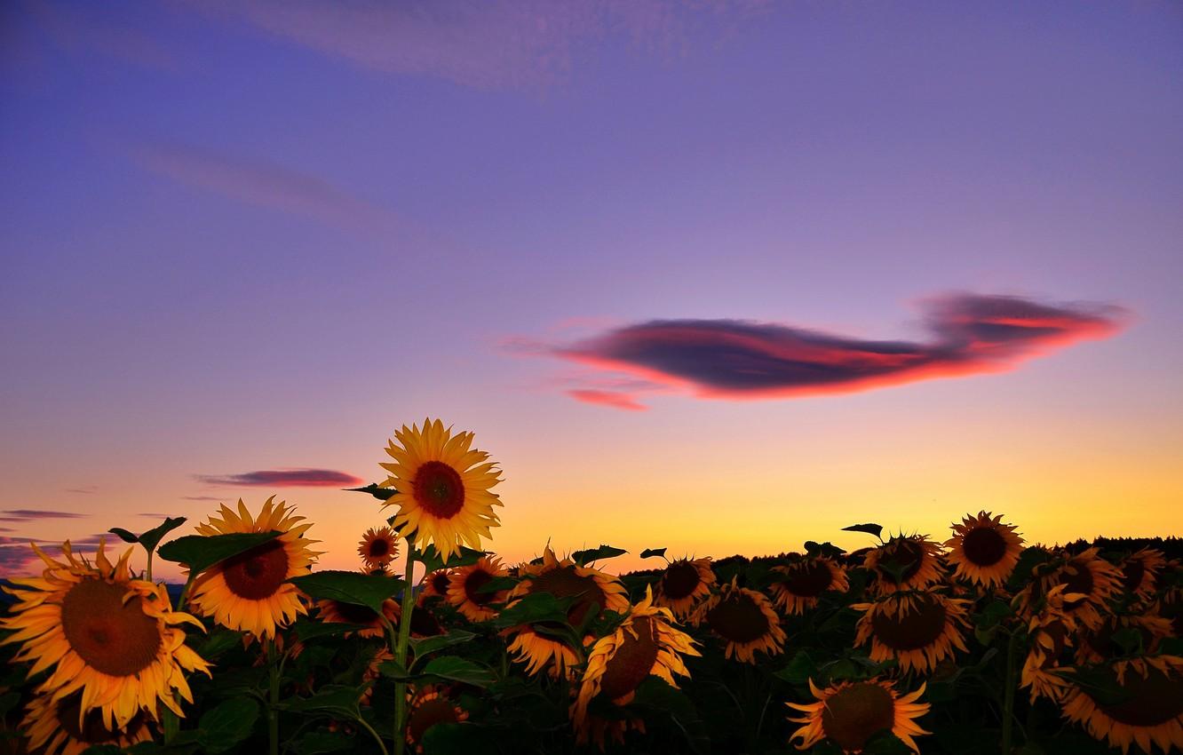 Wallpaper field, summer, cloud, sunflowers. sunset image