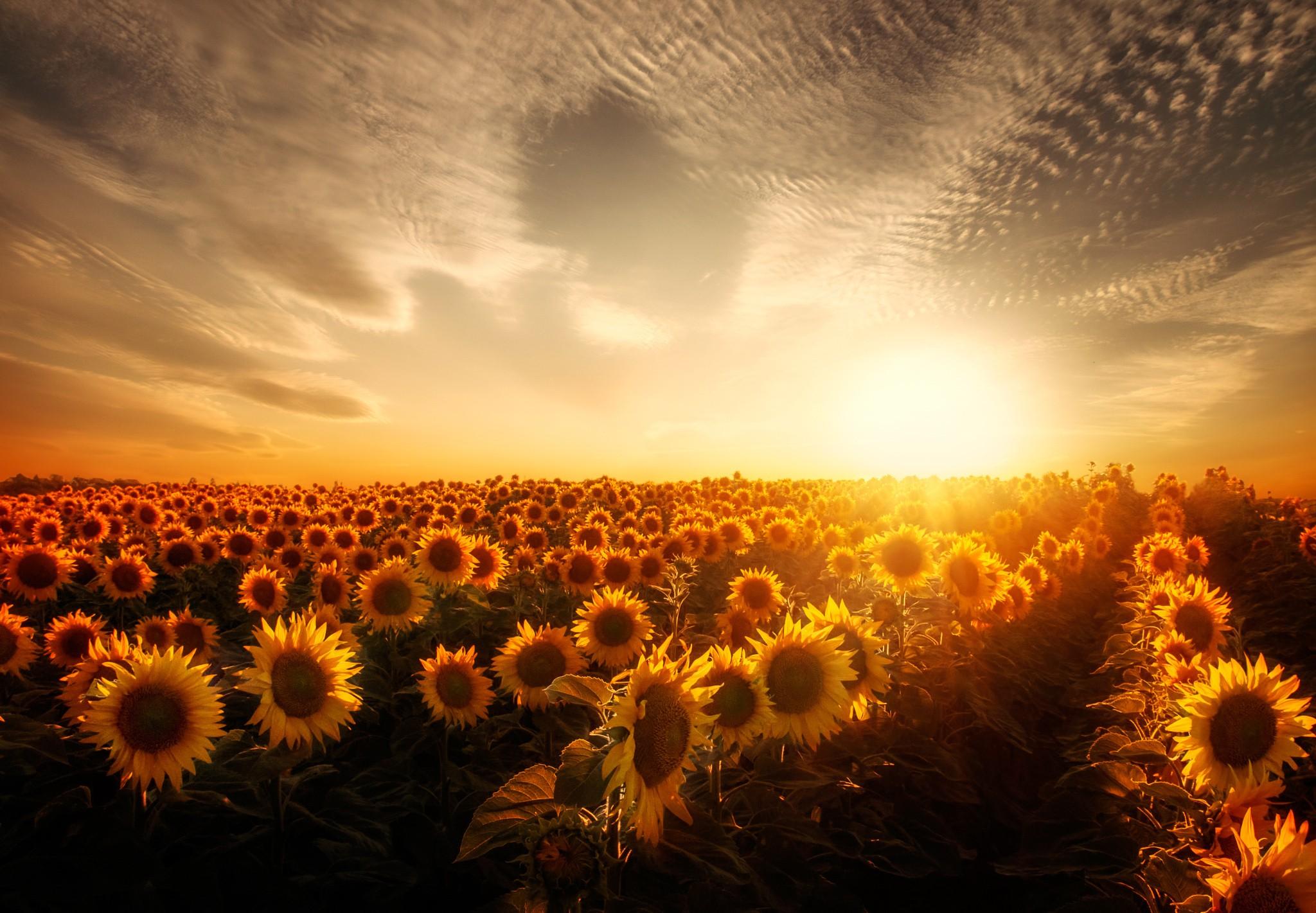 Sunflowers At Sunset Wallpapers - Wallpaper Cave