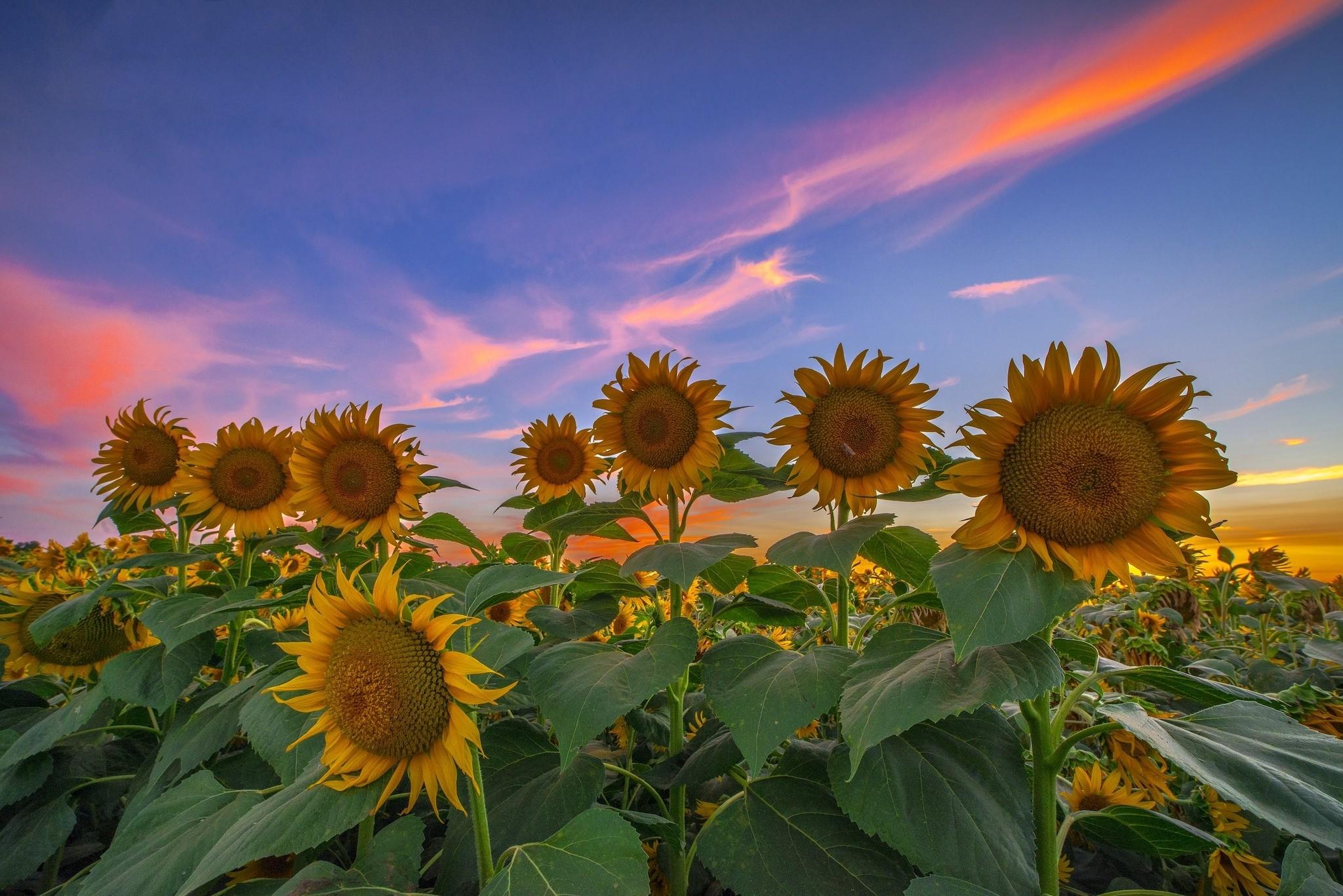 Sunflowerb