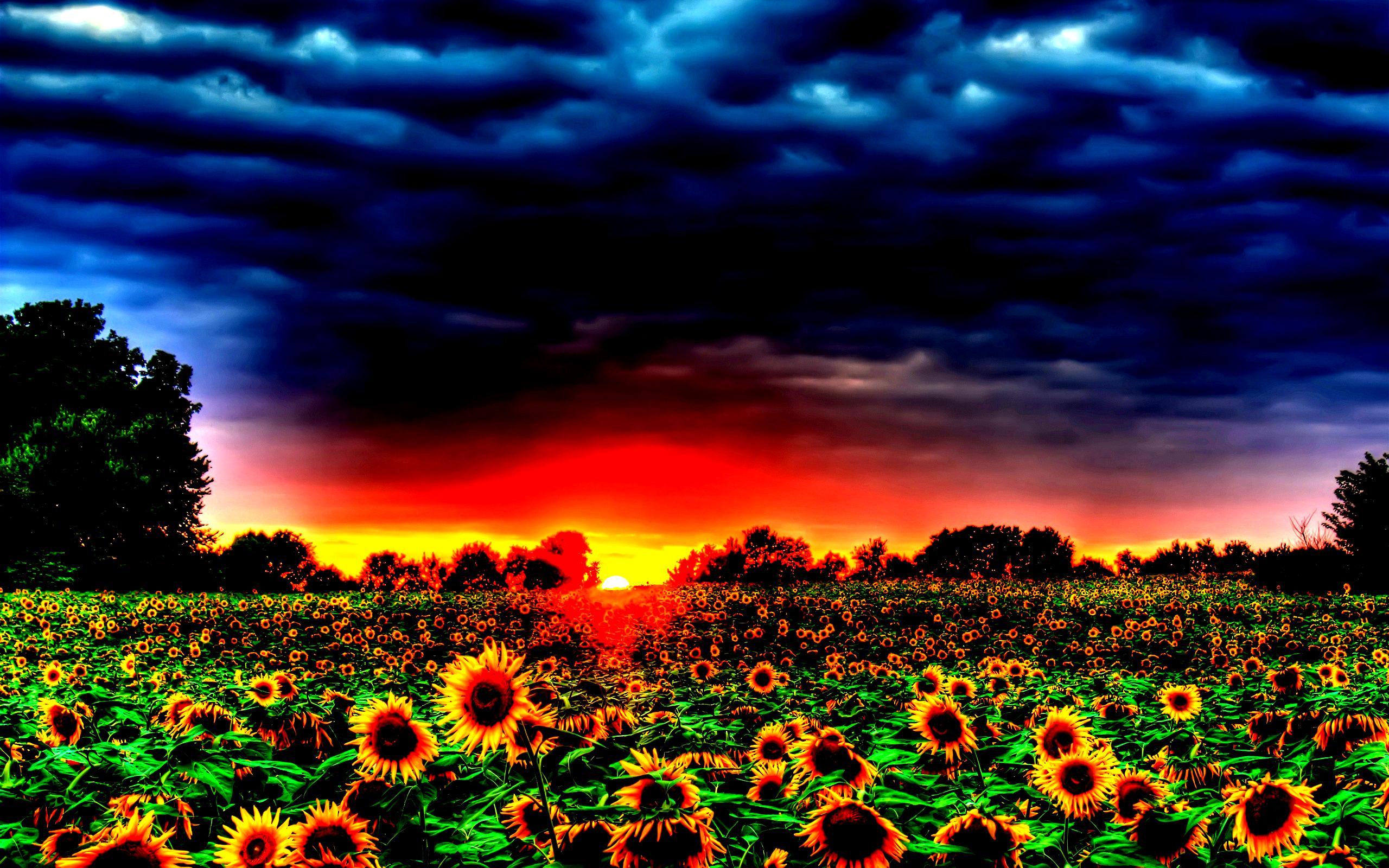 Field sunflower sunset sky cloud tree 1221 - Sunset Field HD