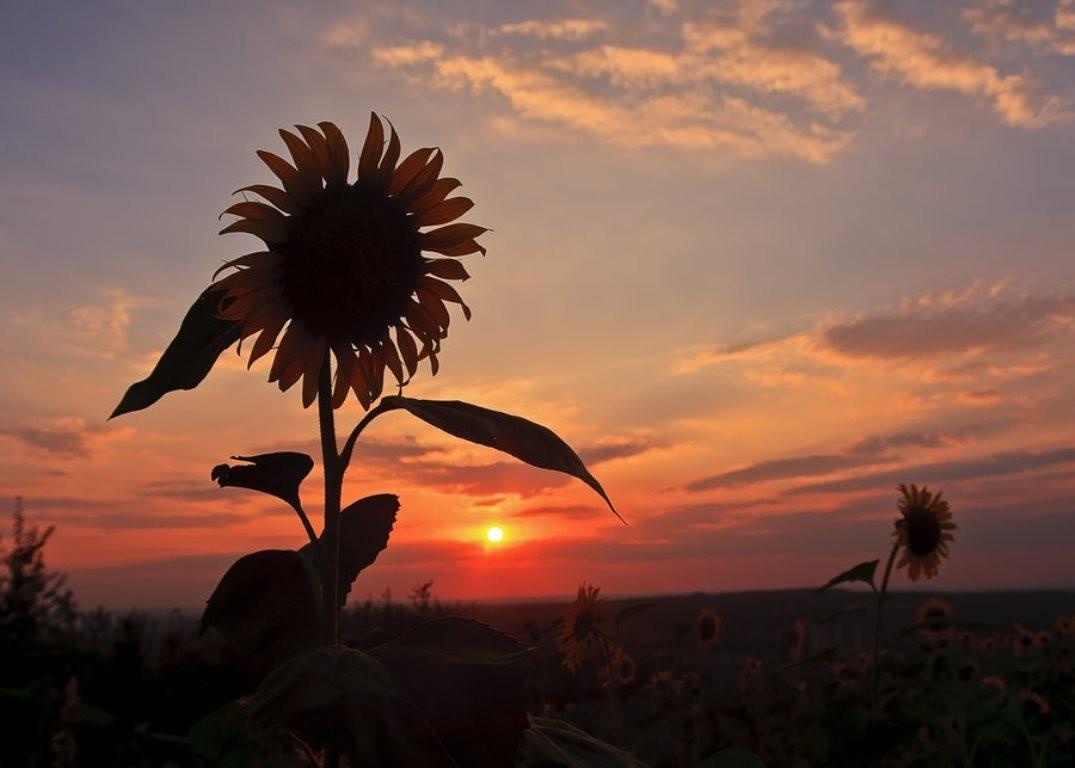 Sunsets: Sunset Field Clouds Sky Flower Sunflower Colors Landscape