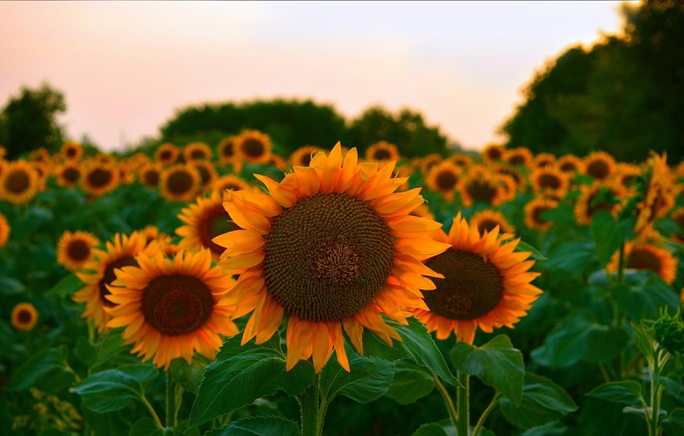 Wallpaper Sunset, Sunflowers, Sunset, Sunflowers image for desktop