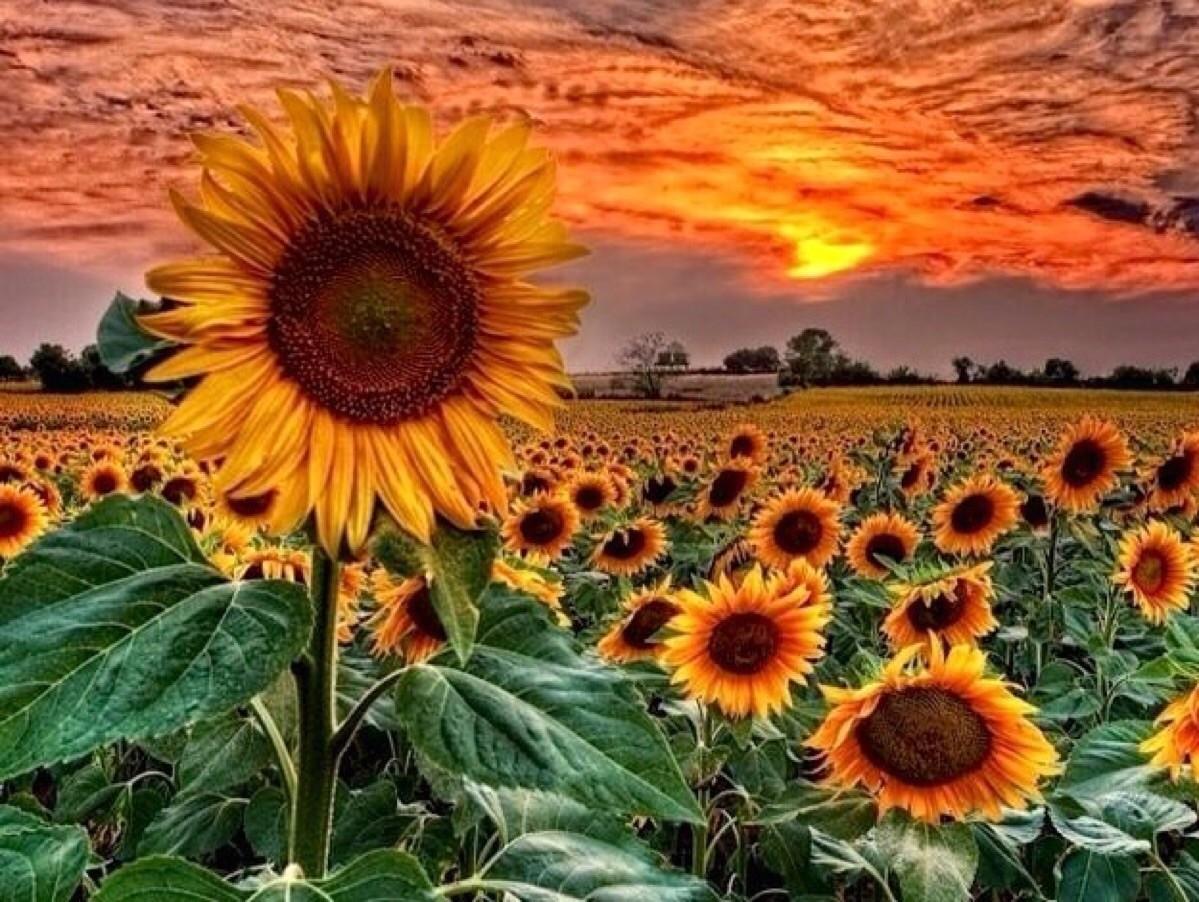 Aesthetic Sunflower Field With Sunset - Largest Wallpaper Portal