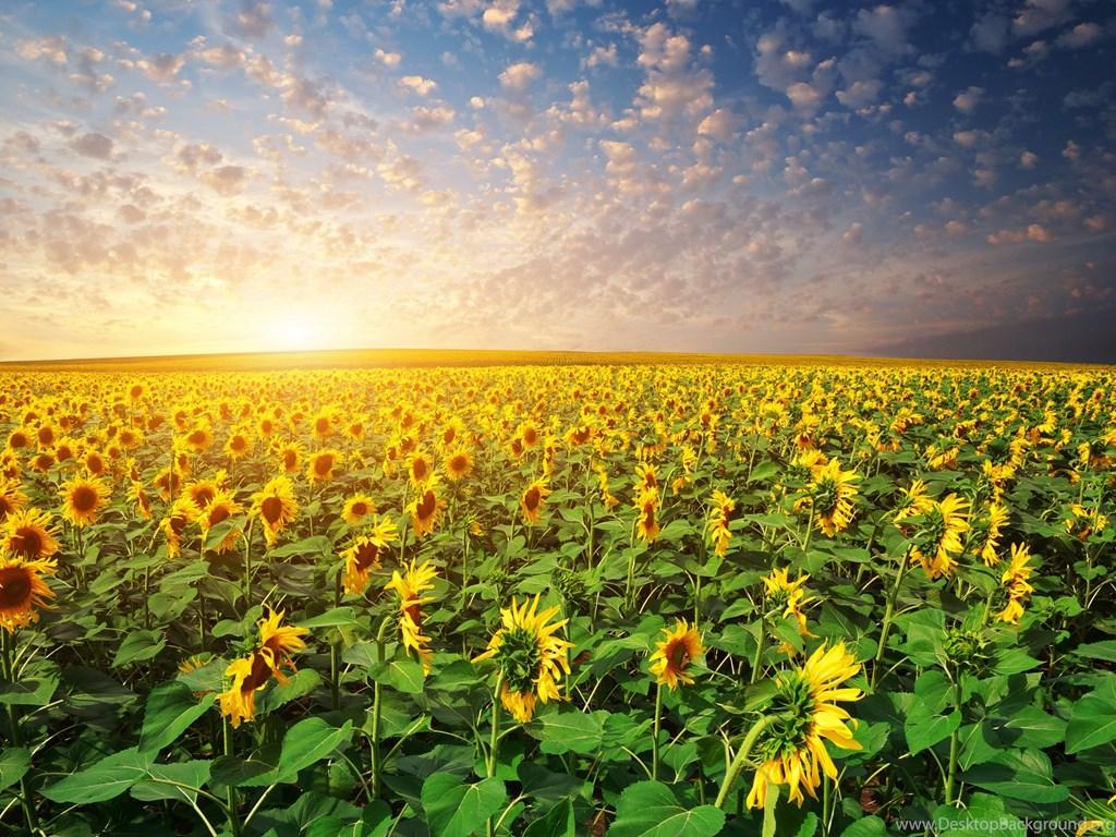 Download Sunflower Sunset Wallpaper HD Resolution Desktop Background