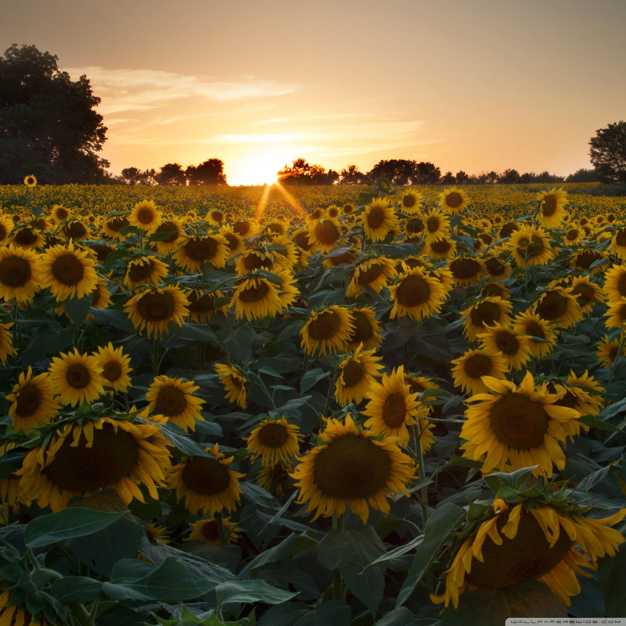 Sunflower Field Sunset ❤ 4K HD Desktop Wallpaper for 4K Ultra HD TV