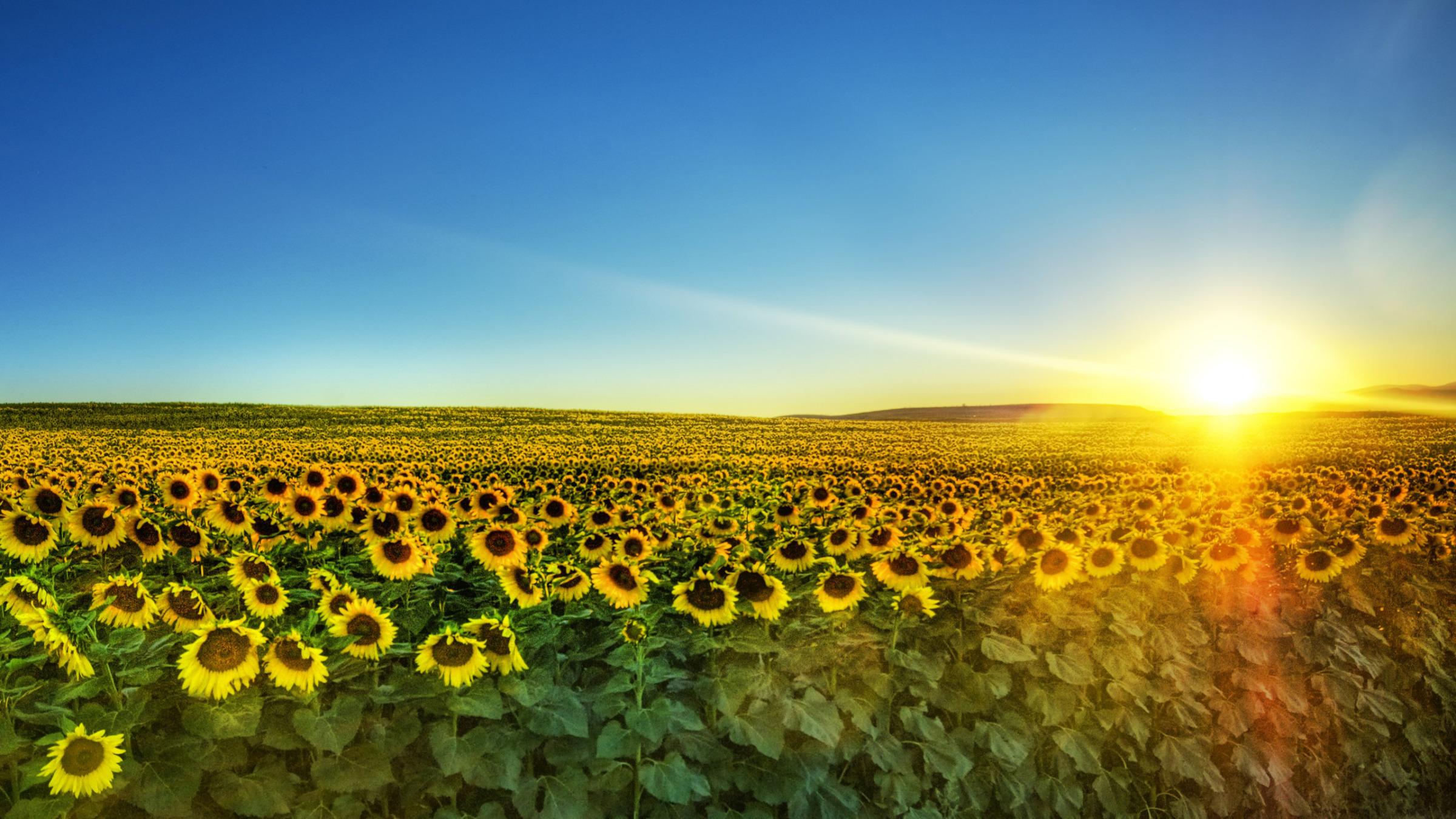 Sunflowers In The Sunset Widescreen Wallpaper. Wide Wallpaper.NET