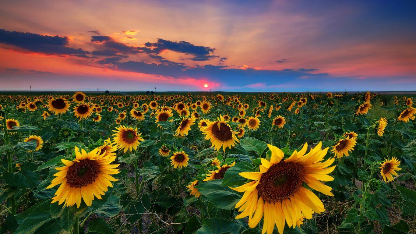 Group of Wallpaper Above Is Sunflowers