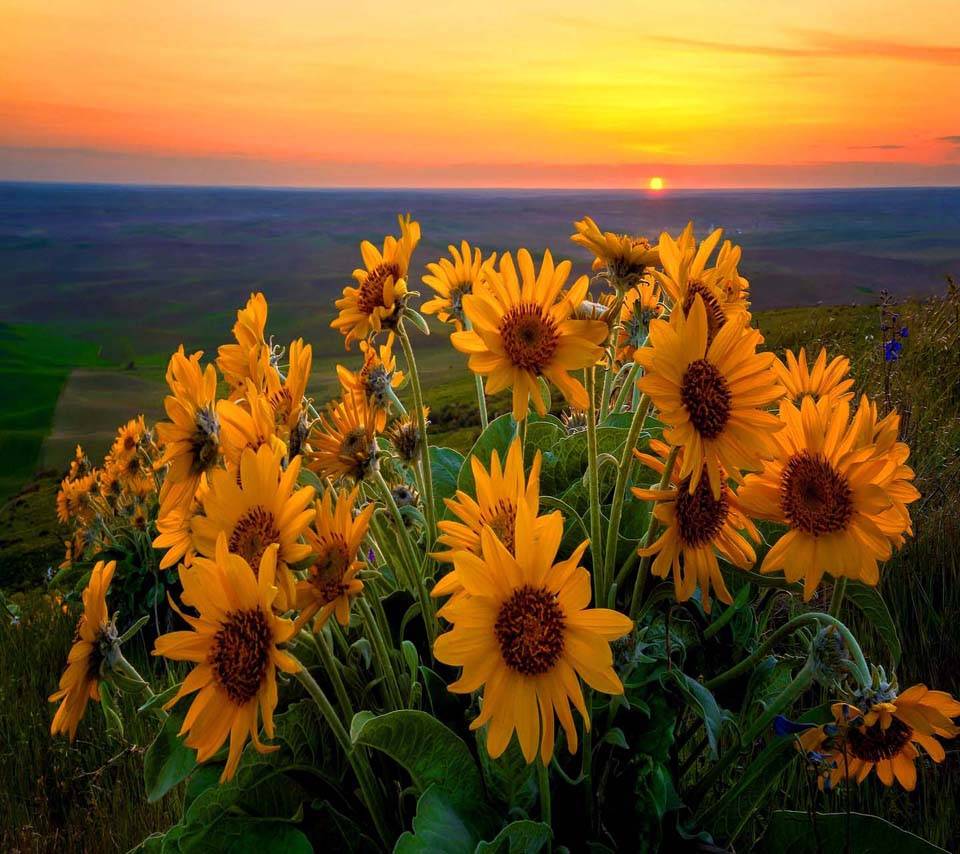 Sunflowers At Sunset Wallpaper