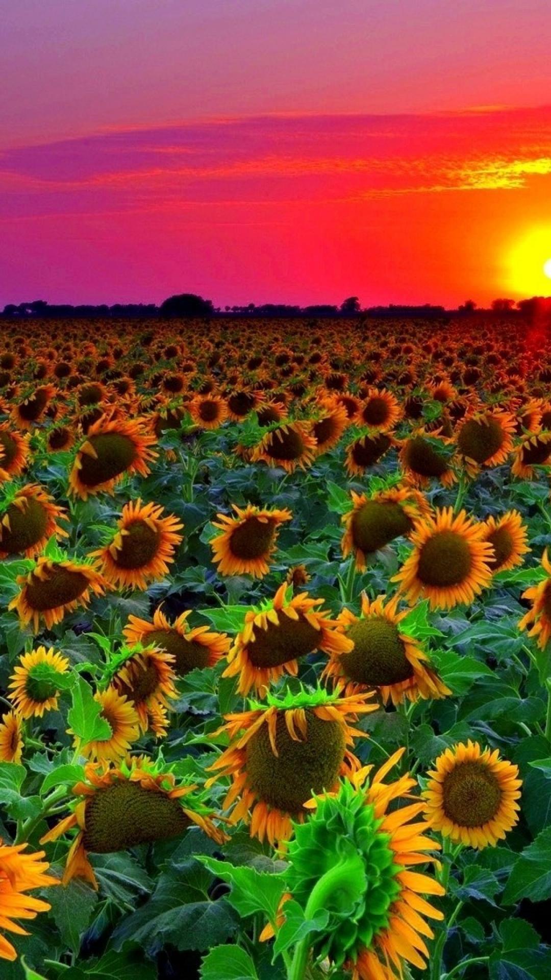 Sunflowers At Sunset Wallpapers - Wallpaper Cave