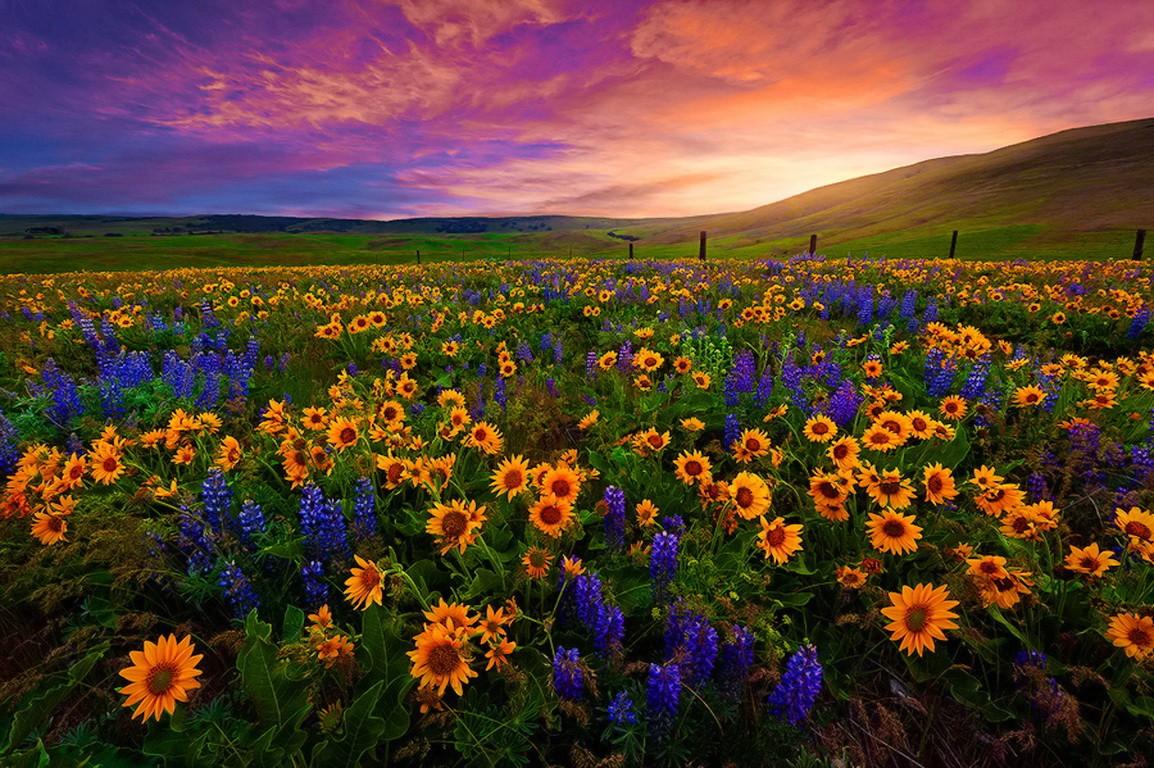 Field Sunset Valley Beautiful Nice Wildflowers Sunflowers