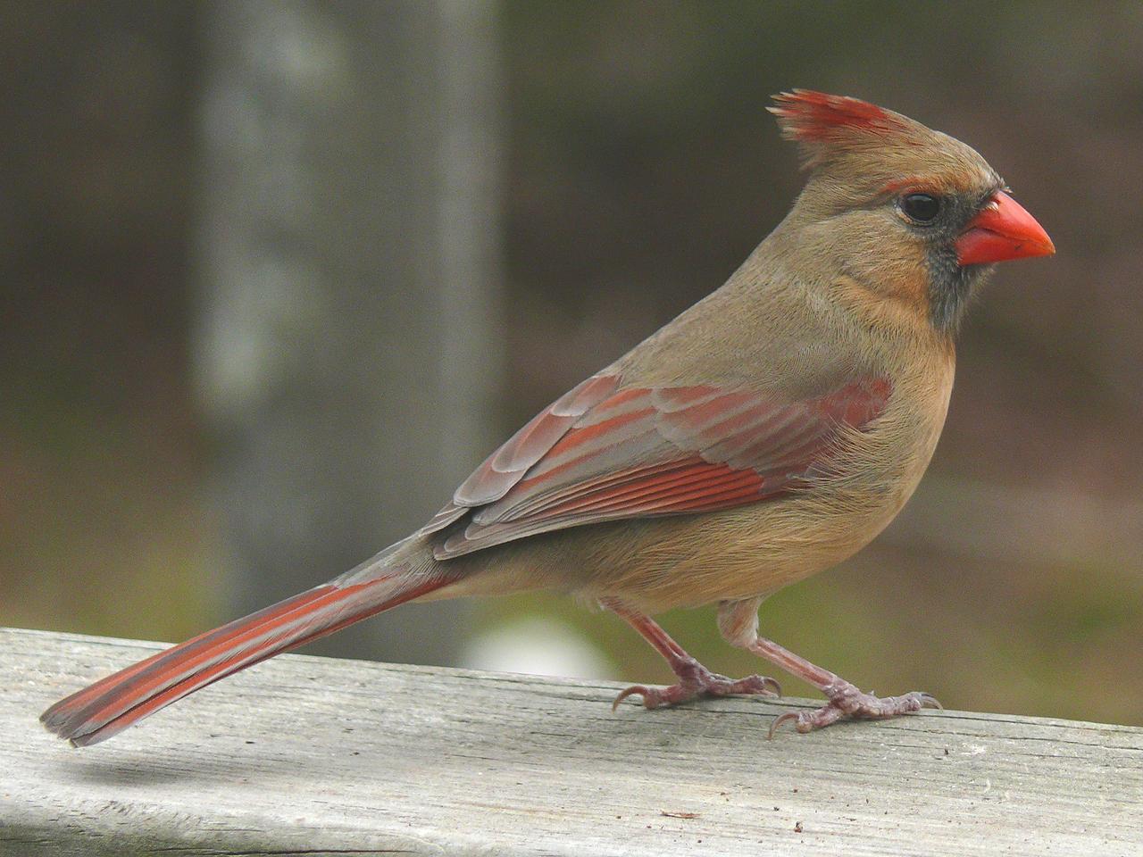 Birding Buddies: Northern Cardinal