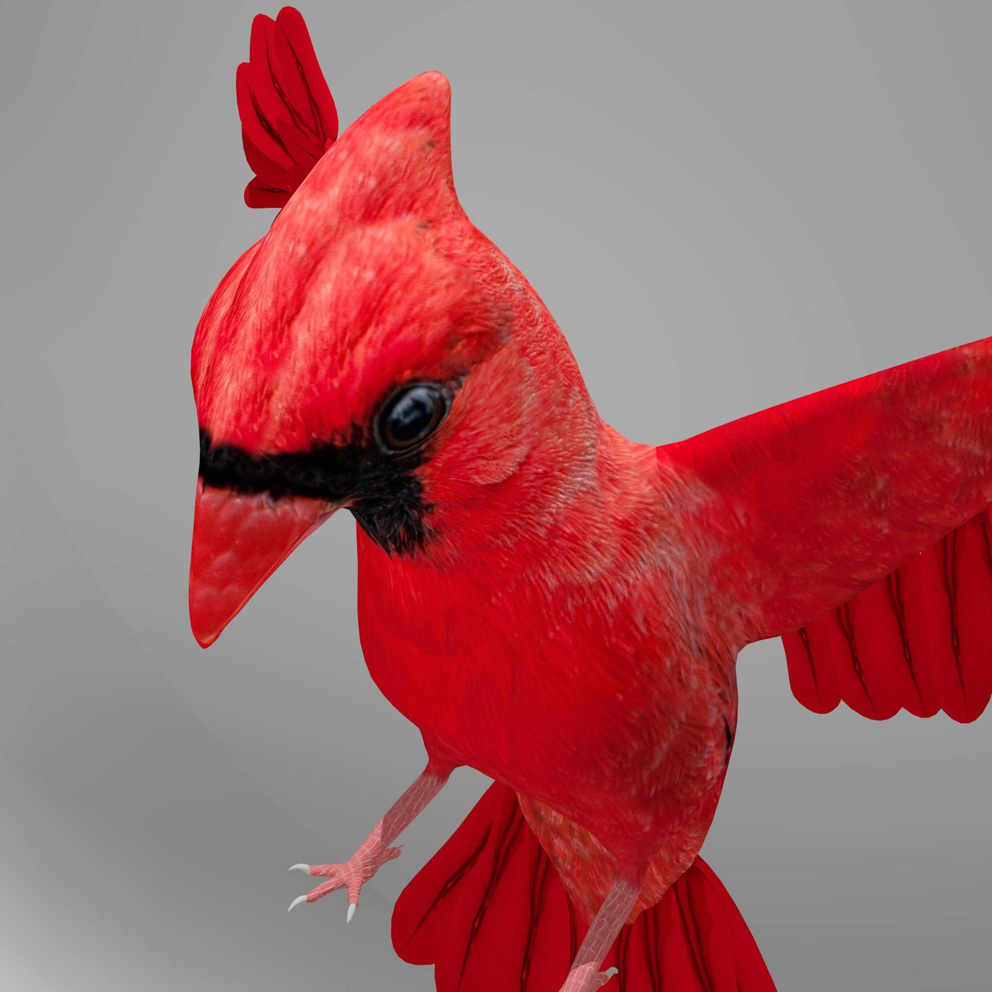 Northern Cardinal 3D Model