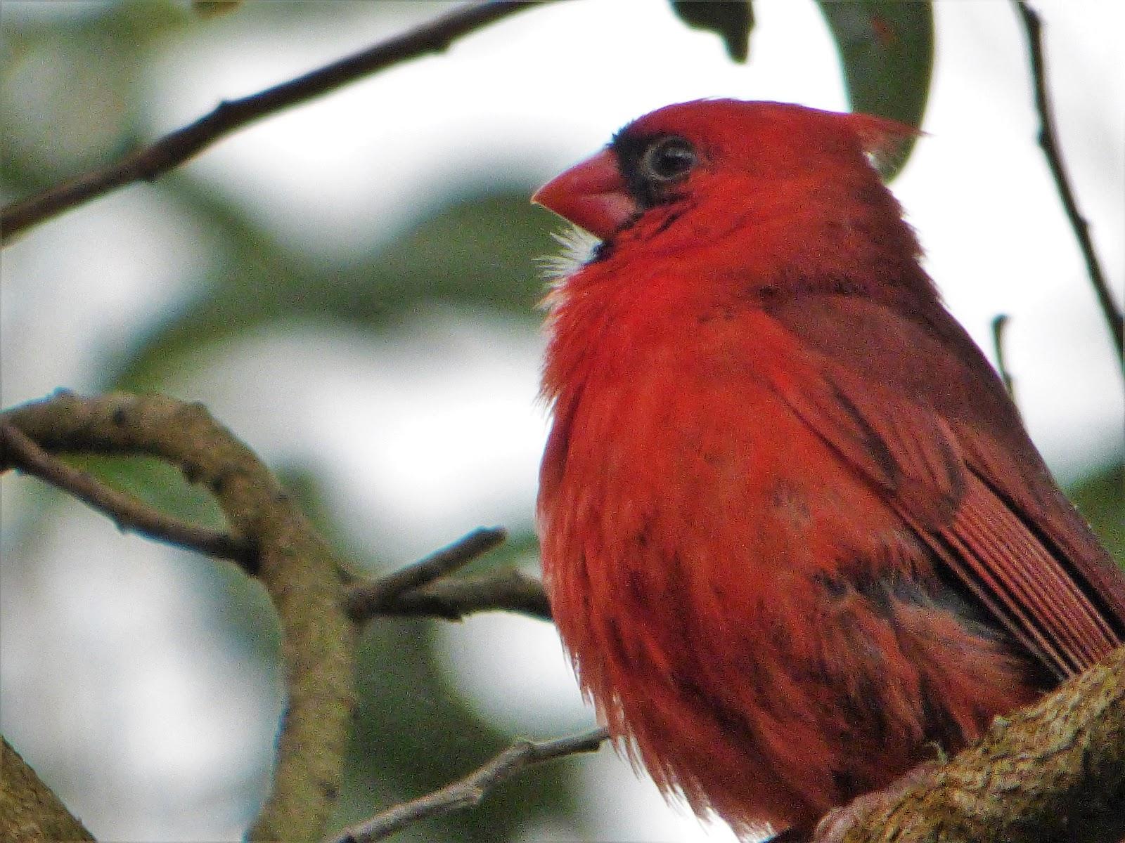 Geotripper's California Birds: A Northern Cardinal.in Hawai'i?