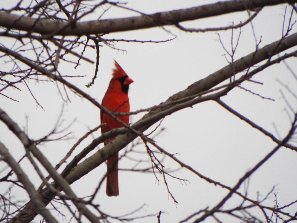 Northern Cardinal, March Crowley Park Richardson, Texas