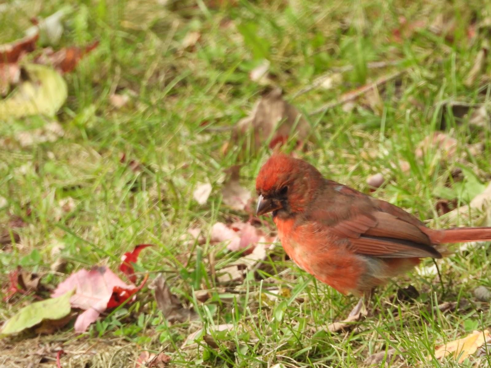 JUVENILE NORTHERN CARDINAL MOLTING TO ADULT, COLONEL