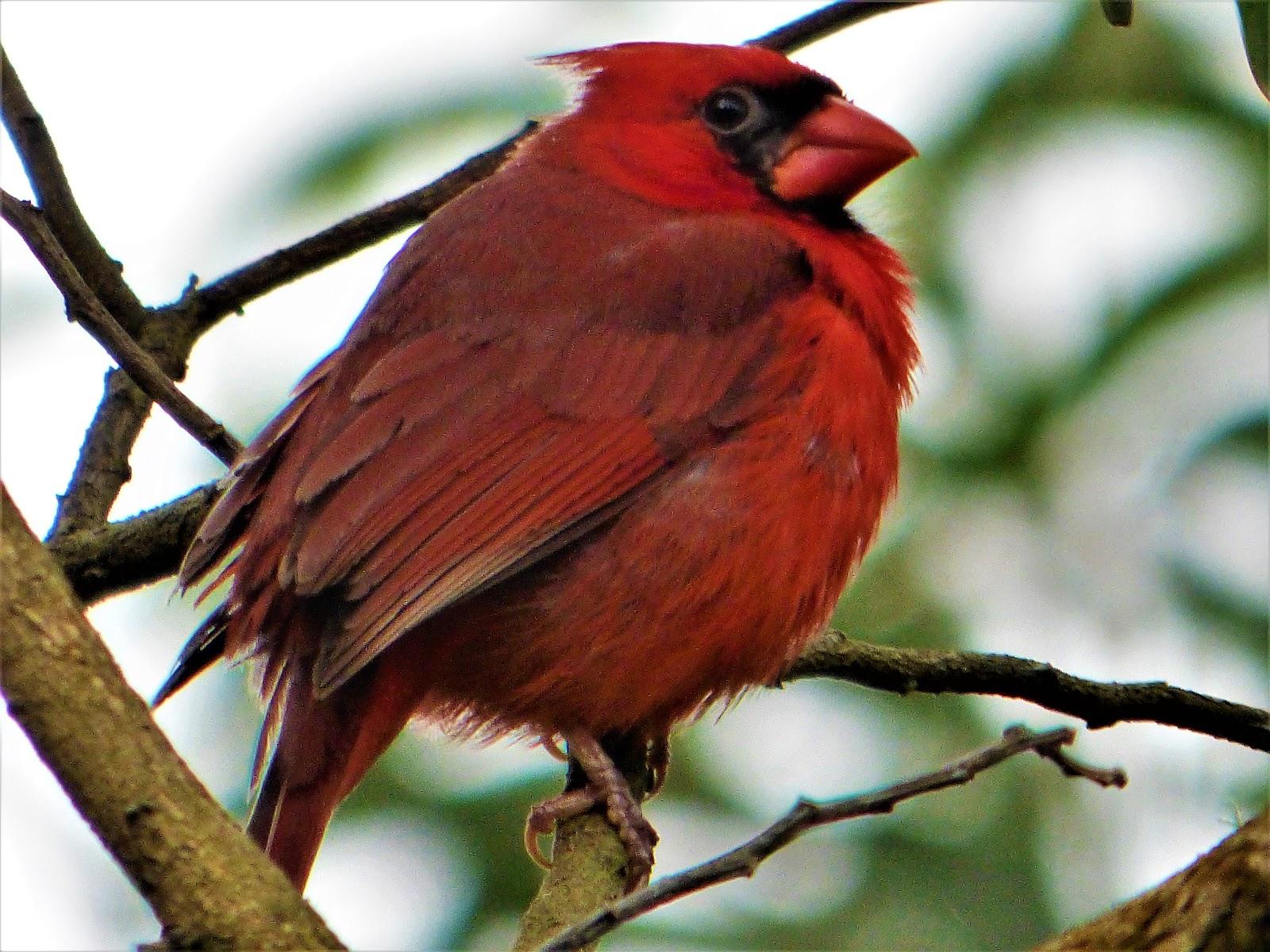 Geotripper's California Birds: A Northern Cardinal.in Hawai'i?