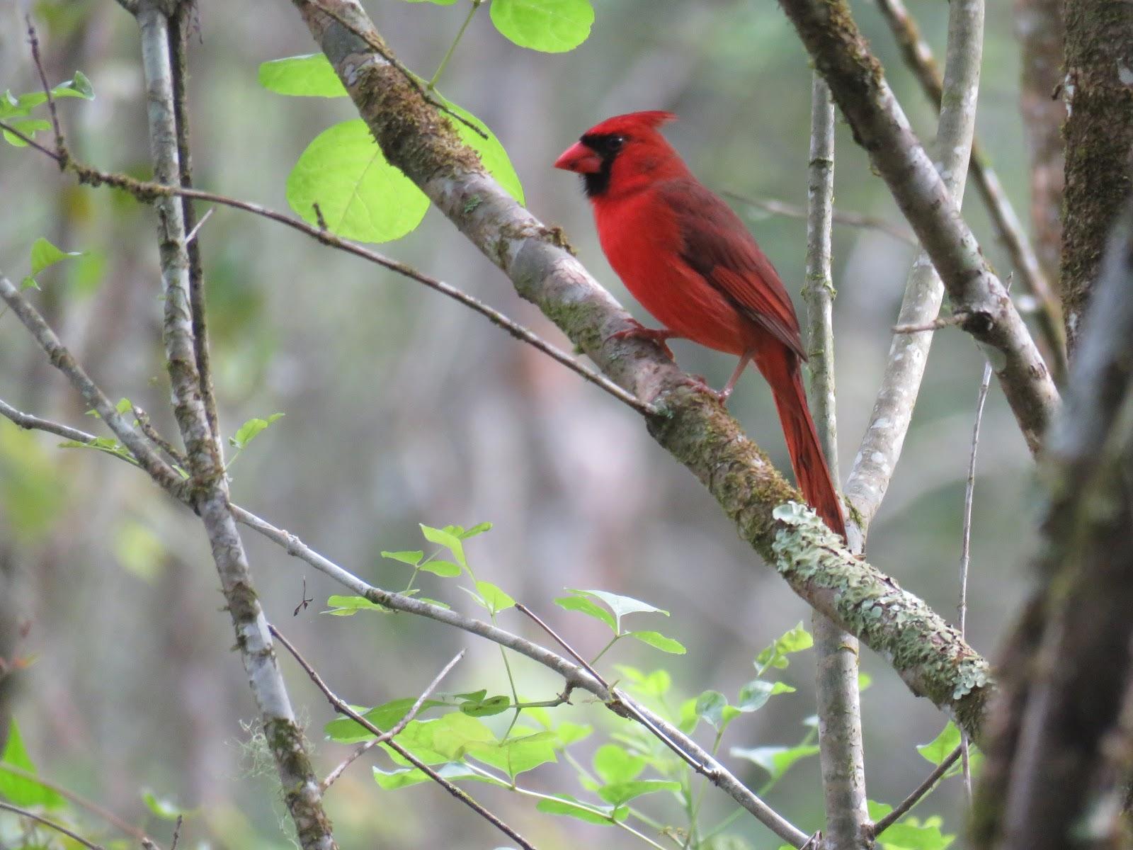 Bird Photo, Birding Sites, Bird Information: TWO BEAUTIFUL BIRDS